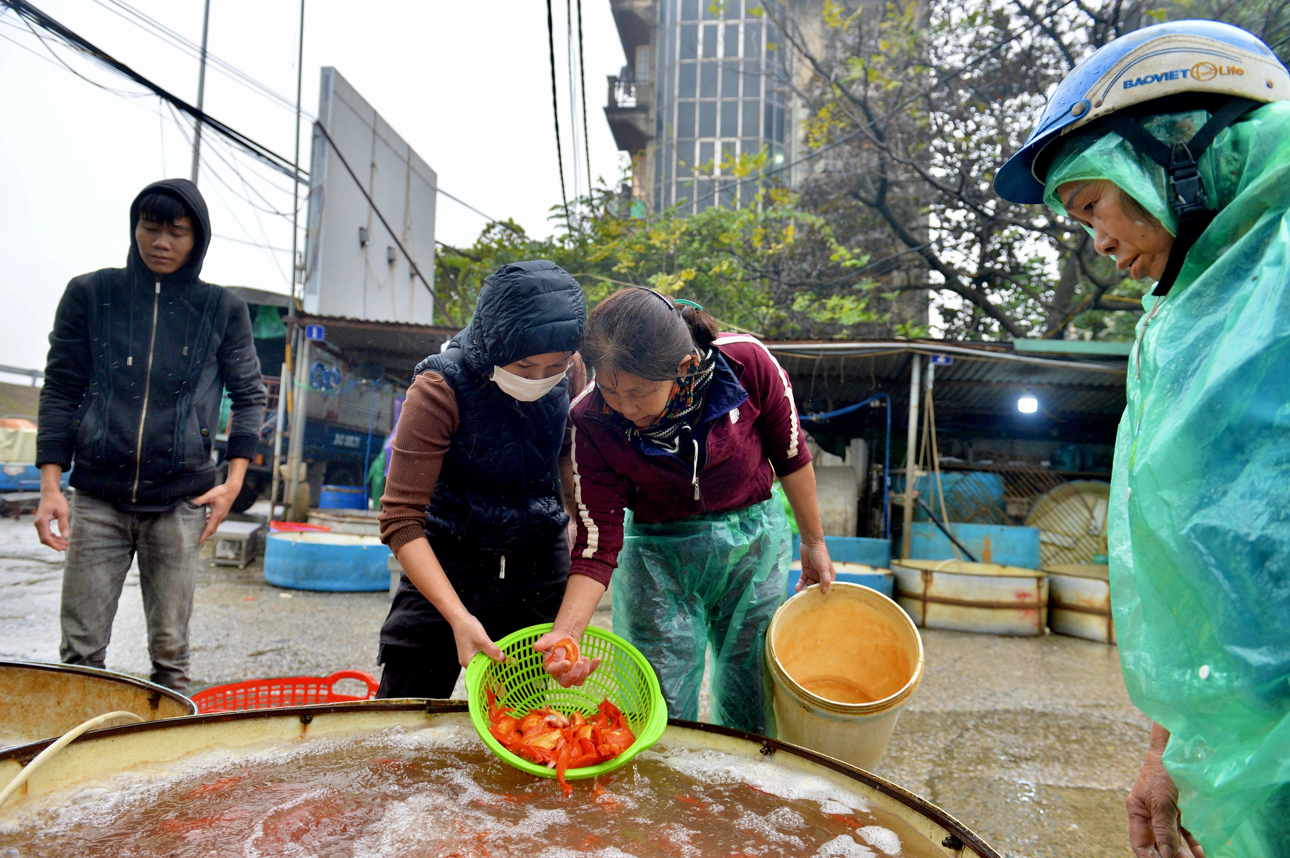 Chợ cá lớn nhất Hà Nội đỏ rực, tiểu thương lo 'mất tết' do cá chép rẻ- Ảnh 7.