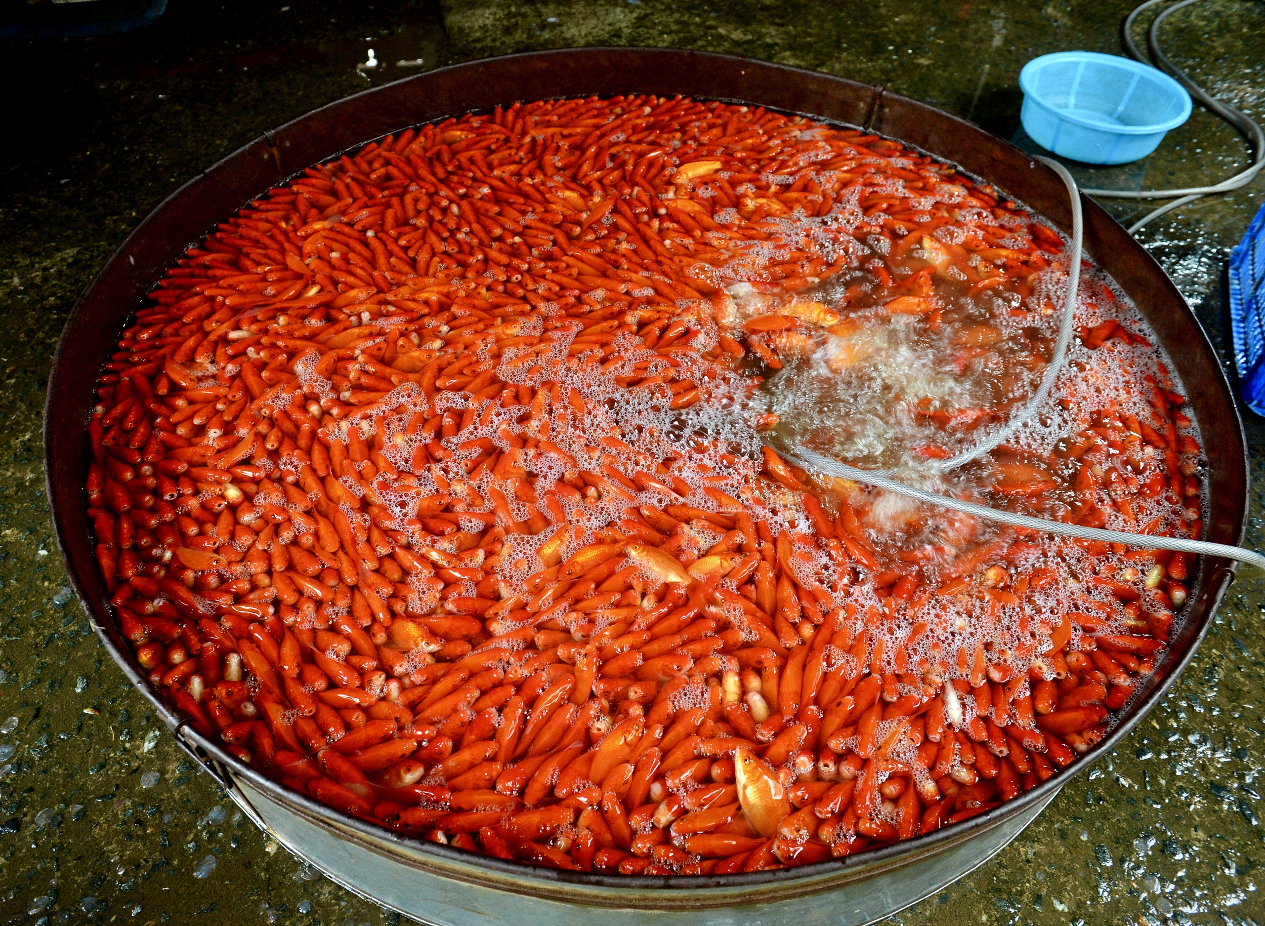 Chợ cá lớn nhất Hà Nội đỏ rực, tiểu thương lo 'mất tết' do cá chép rẻ- Ảnh 4.