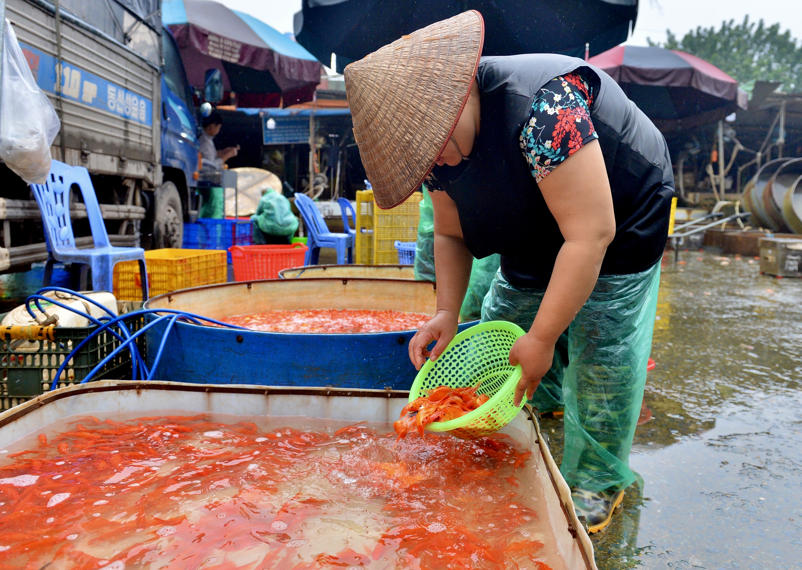 Chợ cá lớn nhất Hà Nội đỏ rực, tiểu thương lo 'mất tết' do cá chép rẻ- Ảnh 9.