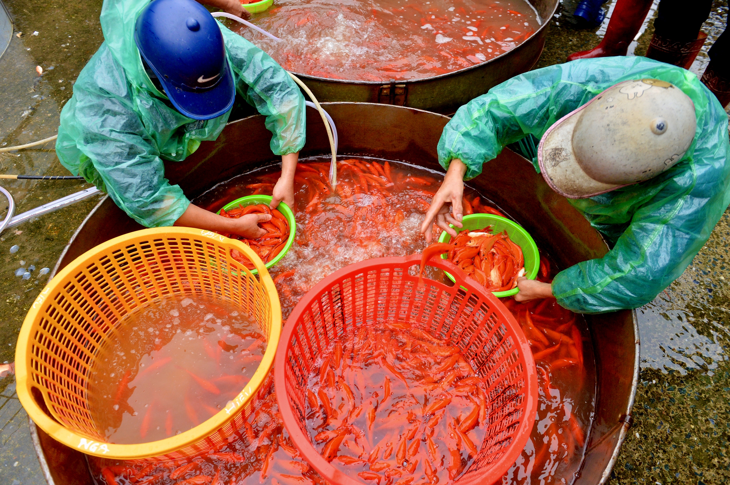 Chợ cá lớn nhất Hà Nội đỏ rực, tiểu thương lo 'mất tết' do cá chép rẻ- Ảnh 8.