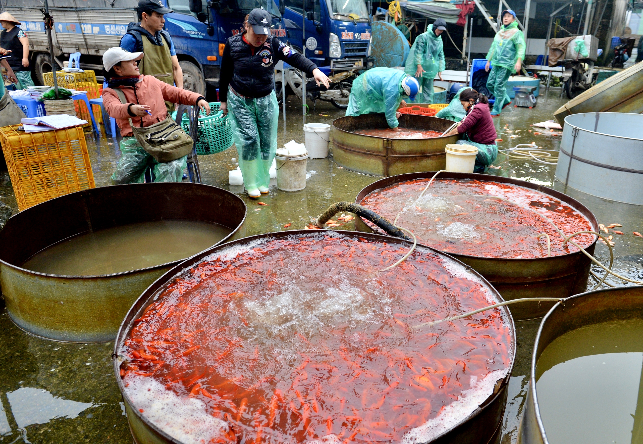Chợ cá lớn nhất Hà Nội đỏ rực, tiểu thương lo 'mất tết' do cá chép rẻ- Ảnh 1.