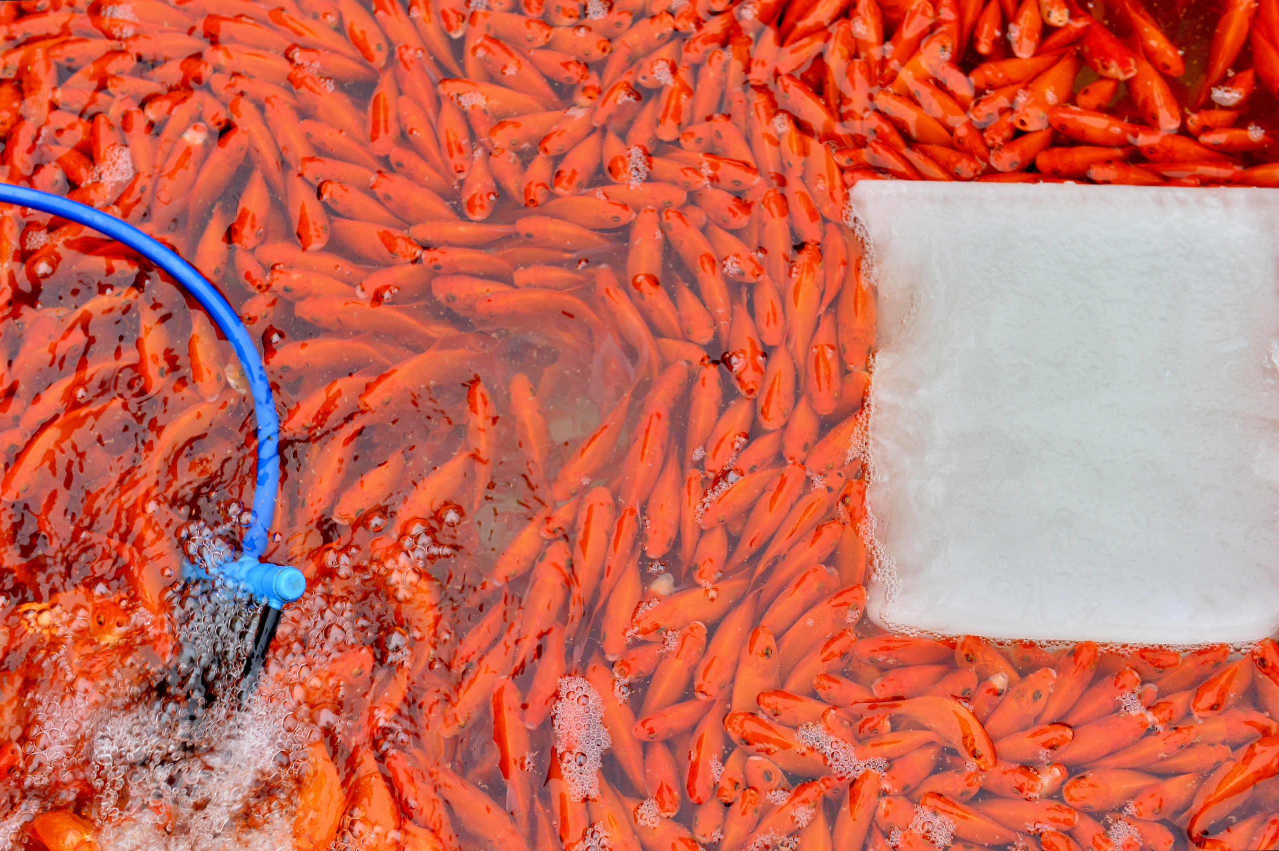 Chợ cá lớn nhất Hà Nội đỏ rực, tiểu thương lo 'mất tết' do cá chép rẻ- Ảnh 5.