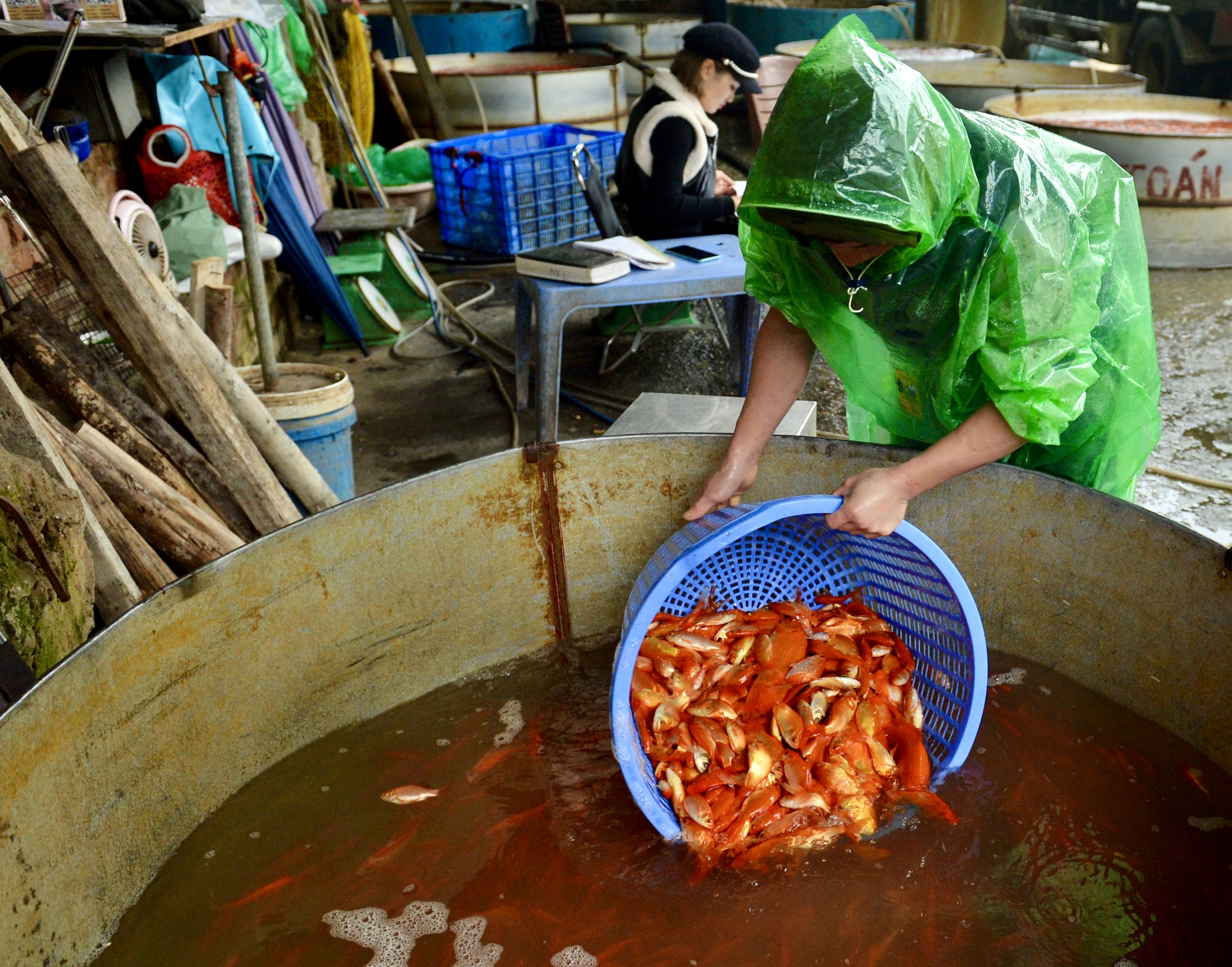 Chợ cá lớn nhất Hà Nội đỏ rực, tiểu thương lo 'mất tết' do cá chép rẻ- Ảnh 11.