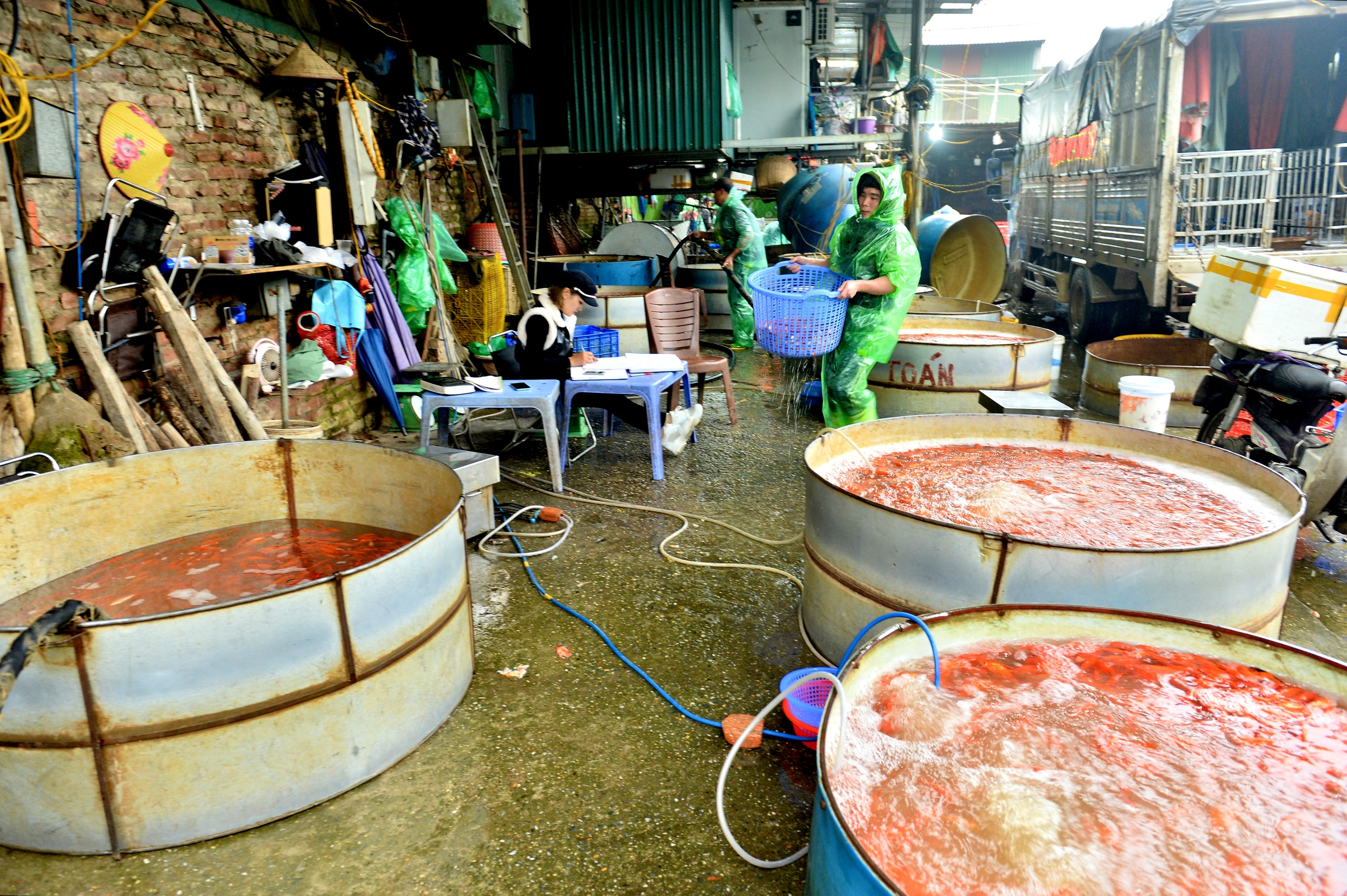 Chợ cá lớn nhất Hà Nội đỏ rực, tiểu thương lo 'mất tết' do cá chép rẻ- Ảnh 3.