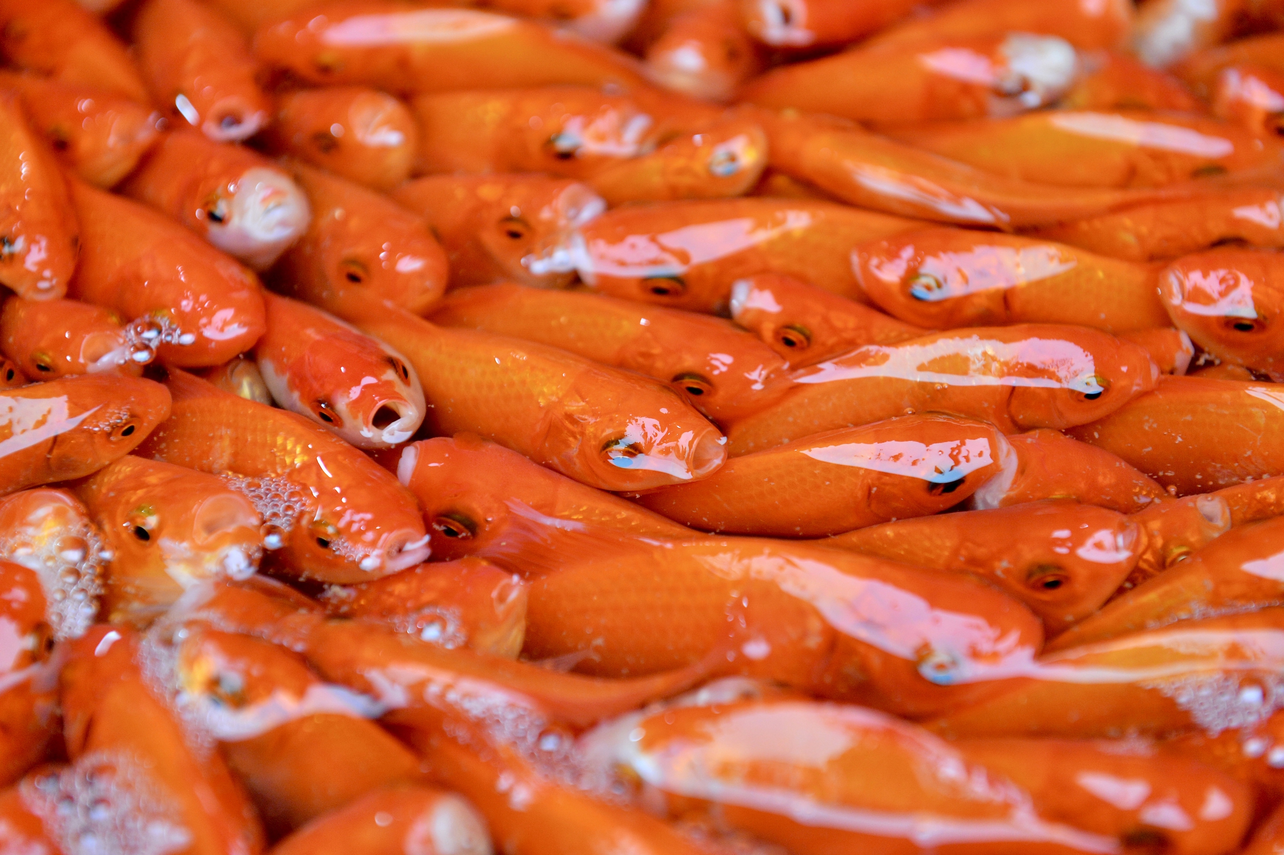 Chợ cá lớn nhất Hà Nội đỏ rực, tiểu thương lo 'mất tết' do cá chép rẻ- Ảnh 6.