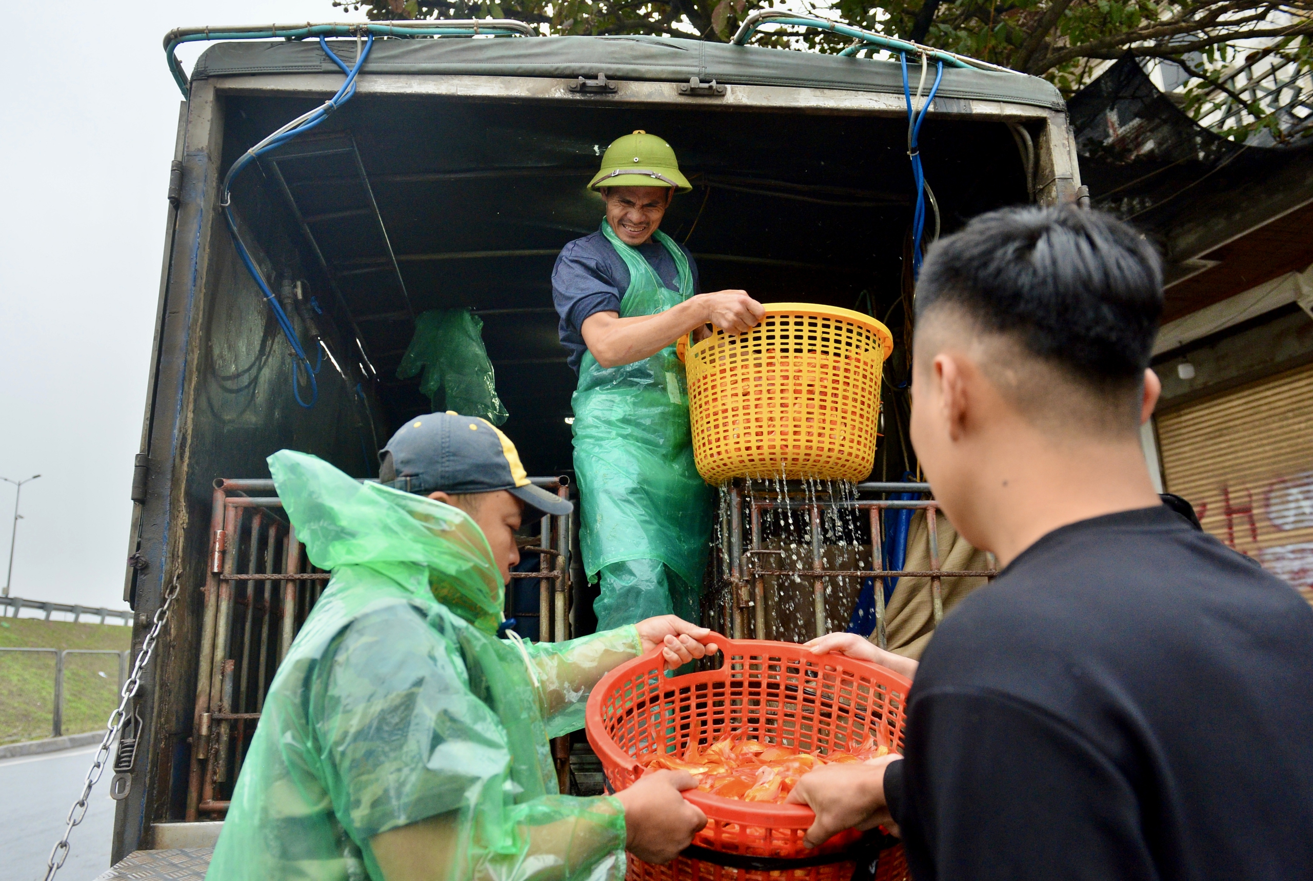 Chợ cá lớn nhất Hà Nội đỏ rực, tiểu thương lo 'mất tết' do cá chép rẻ- Ảnh 2.