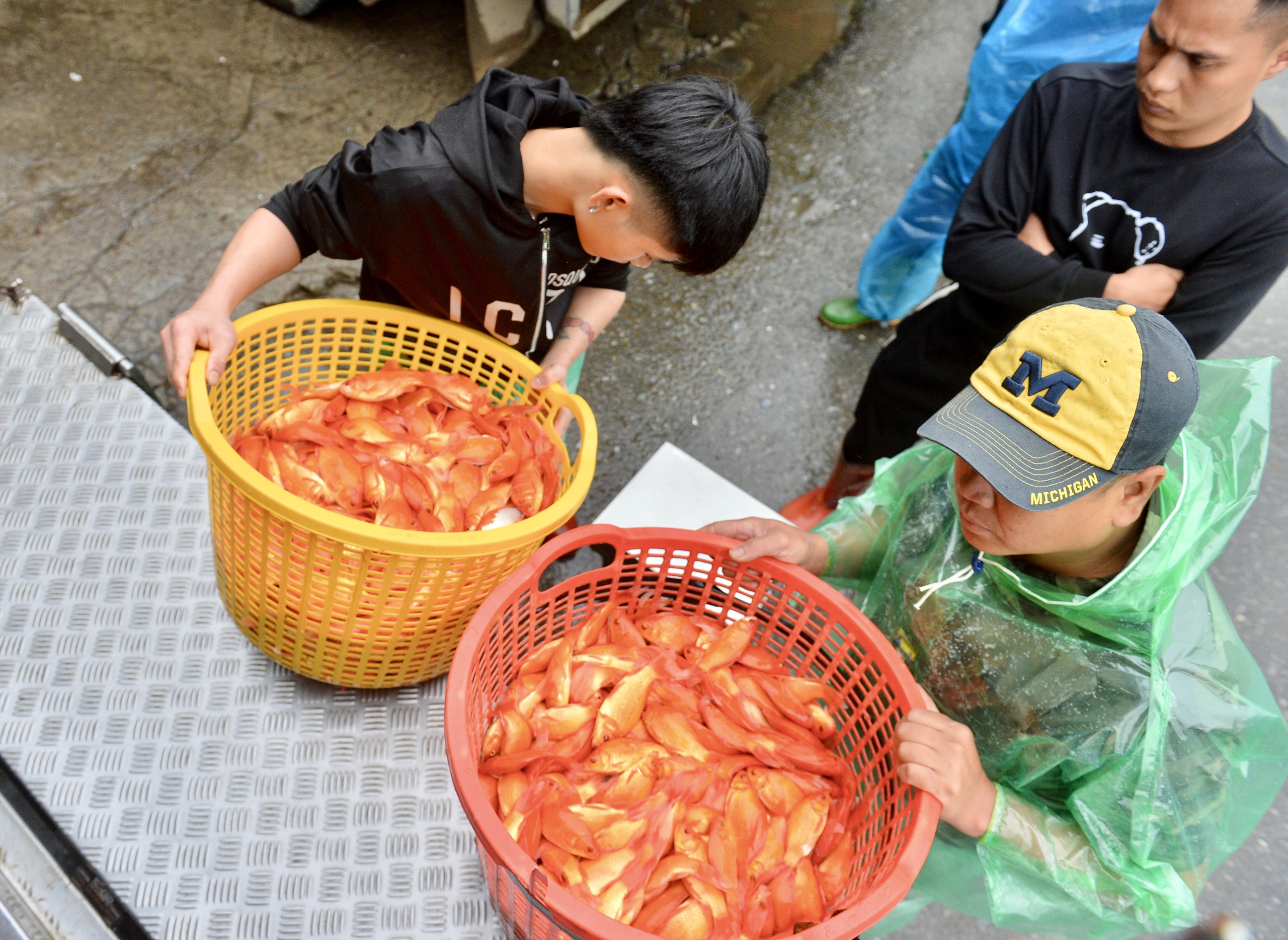 Chợ cá lớn nhất Hà Nội đỏ rực, tiểu thương lo 'mất tết' do cá chép rẻ- Ảnh 12.