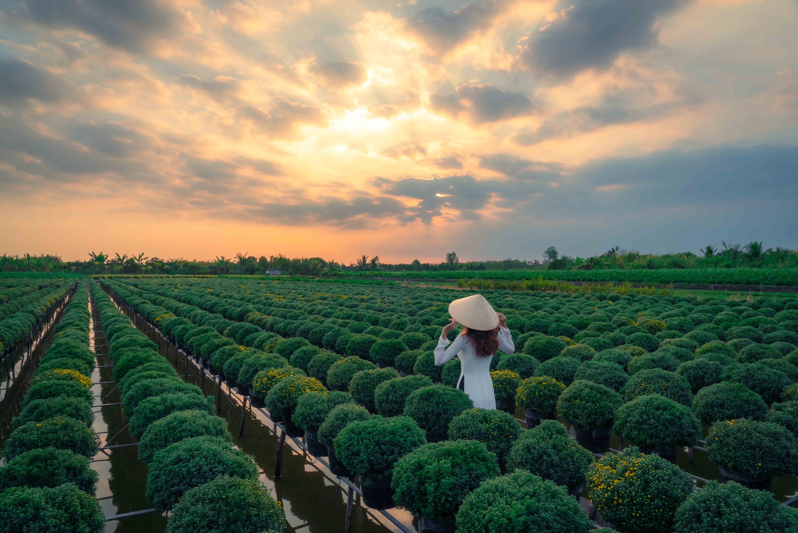 Ngắm làng hoa đẹp nhất Việt Nam những ngày giáp tết- Ảnh 9.