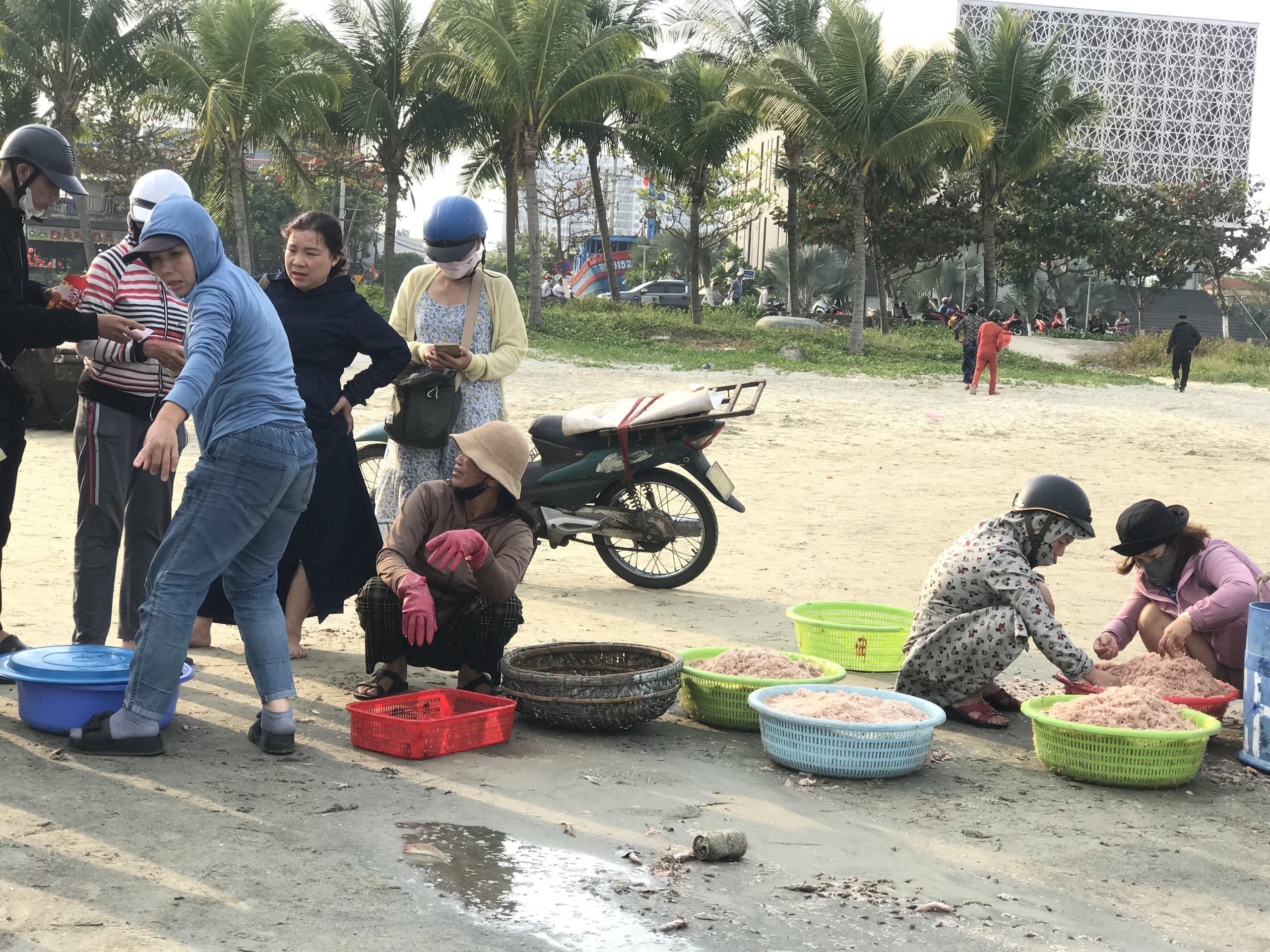 Thi ảnh Khát vọng năm rồng: 'Lộc trời' đầu xuân trên bãi biển Mân Thái- Ảnh 5.