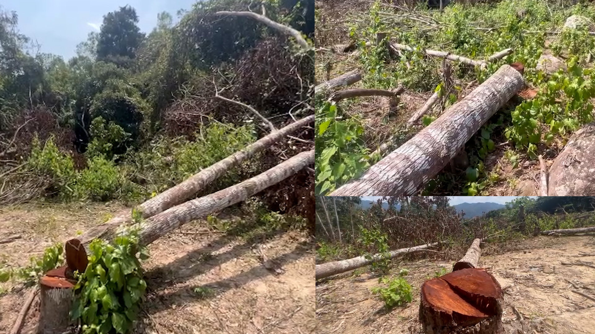 165 cây sao đen trong rừng phòng hộ ở Bình Định bị chặt phá- Ảnh 1.