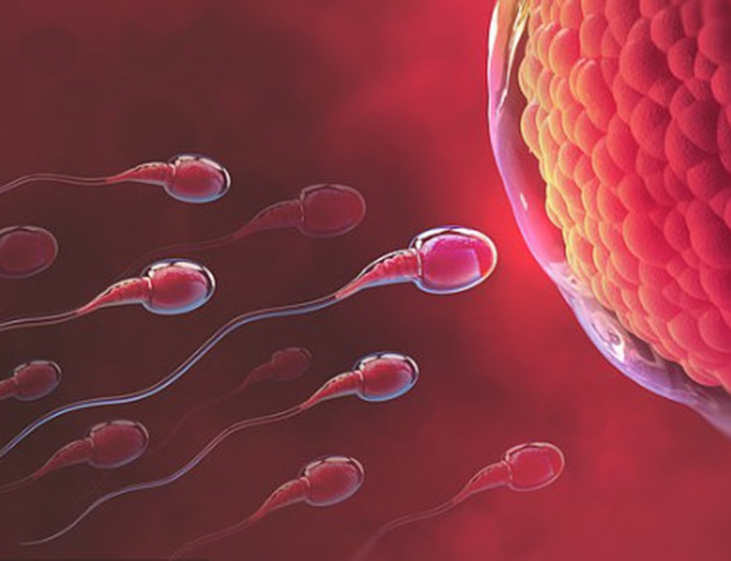 Khoa học tiết lộ điều xảy ra khi tinh trùng chạm mặt trứng