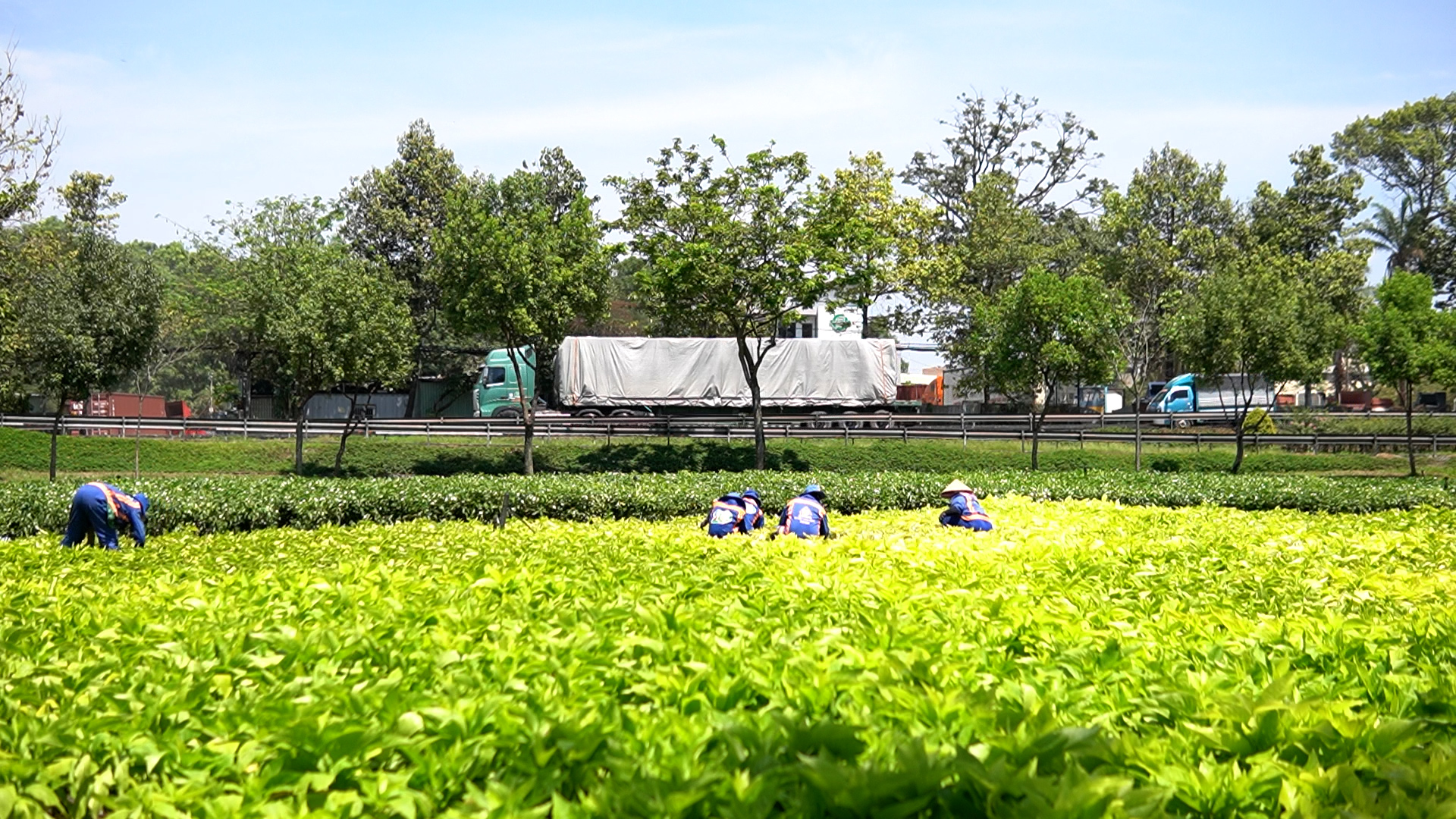 Nghề chăm sóc cây xanh: Nhọc nhằn mưu sinh giữa nắng gắt Sài Gòn- Ảnh 1.
