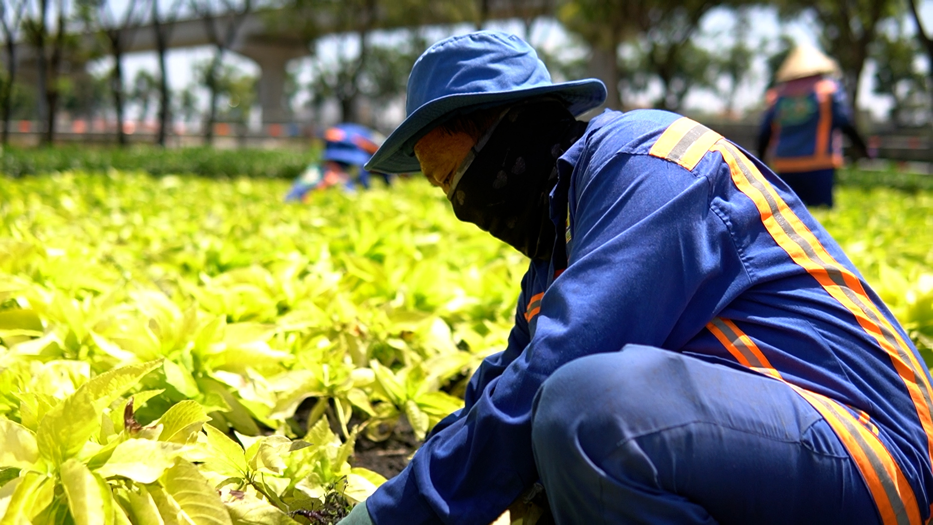 Nghề chăm sóc cây xanh: Nhọc nhằn mưu sinh giữa nắng gắt Sài Gòn- Ảnh 3.