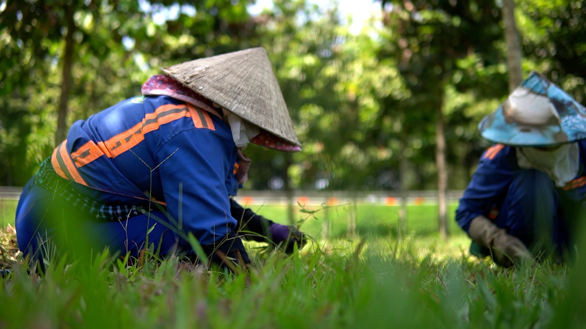 Nghề chăm sóc cây xanh: Nhọc nhằn mưu sinh giữa nắng gắt Sài Gòn- Ảnh 4.