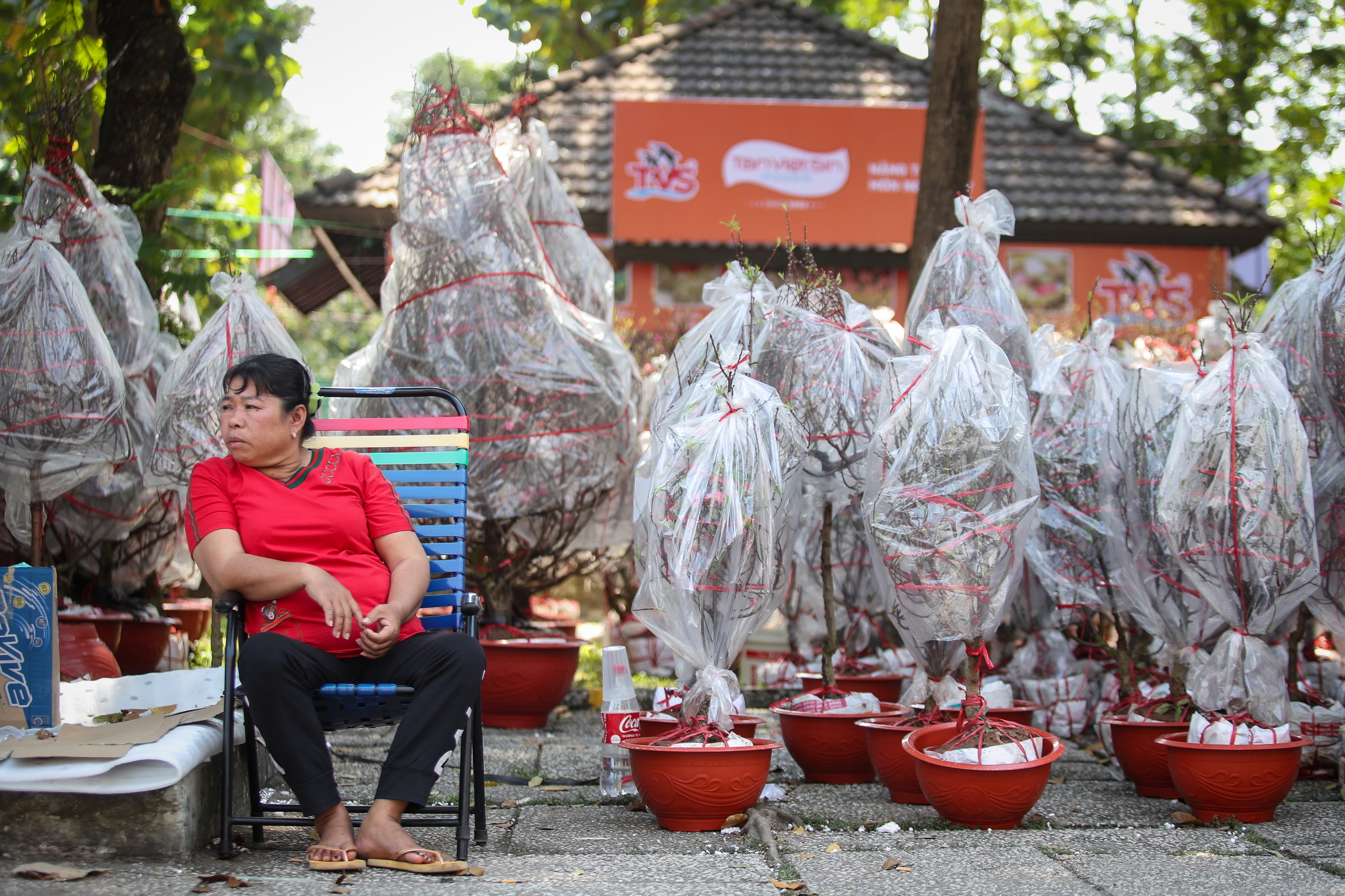 Mai, đào, cúc... tràn ngập chợ hoa tết giữa trung tâm TP.HCM, chờ người mua- Ảnh 15.