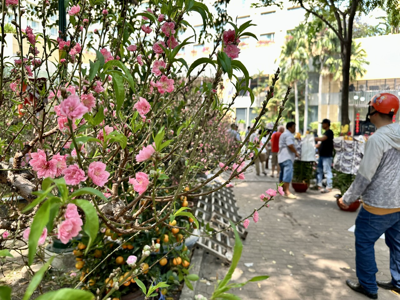 Nhà vườn chủ động hạ giá hoa, mong khách mua sớm để về đón tết- Ảnh 4.