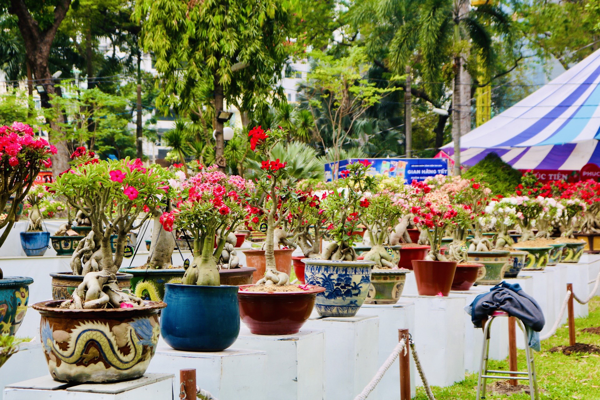 Hội hoa xuân TP.HCM rực rỡ trước ngày khai mạc, sẵn sàng đón người dân tham quan- Ảnh 4.