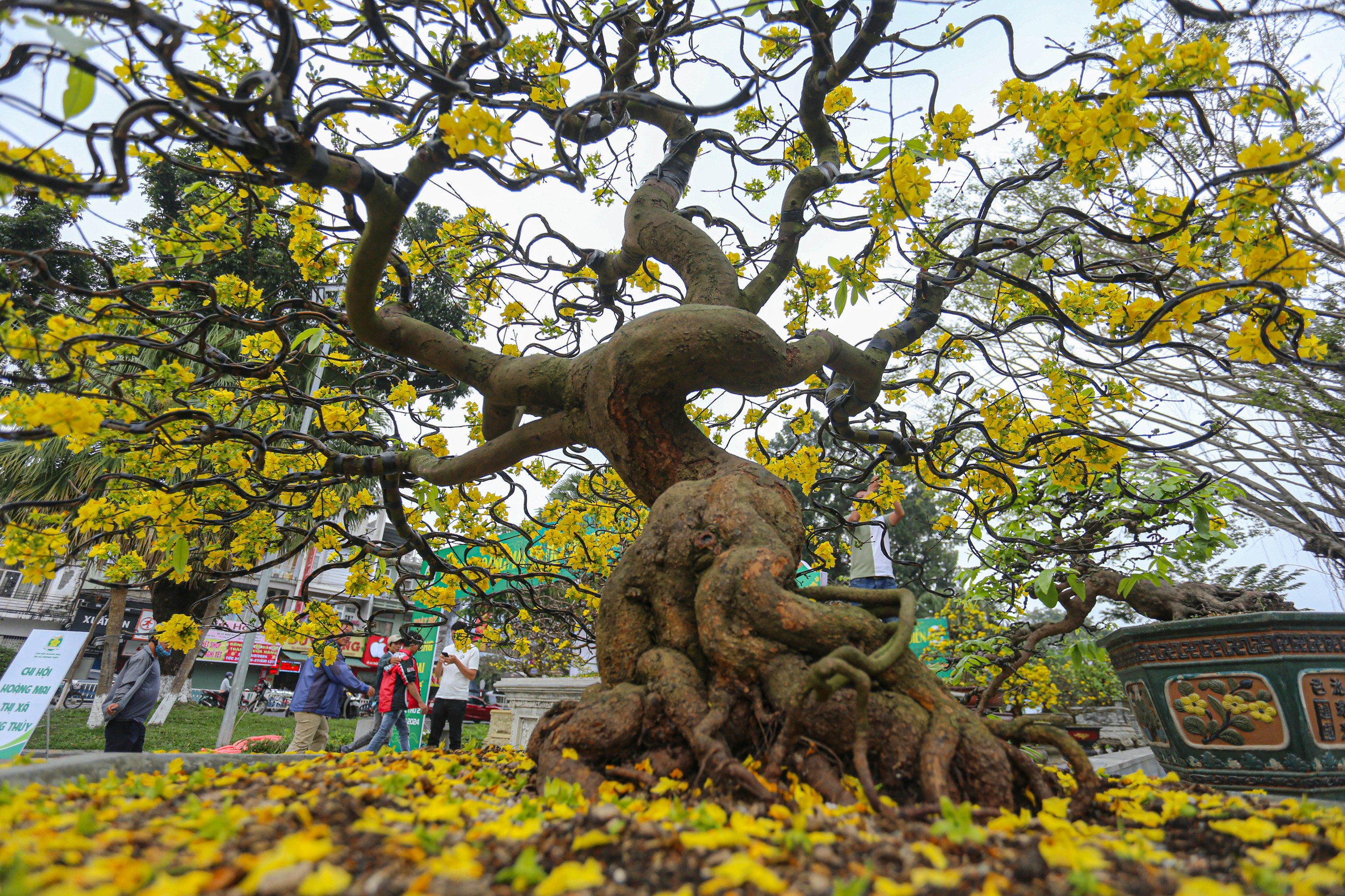 Chiêm ngưỡng cây hoàng mai Huế 'khủng' gần 50 tuổi được chủ vườn kêu giá 100.000 USD- Ảnh 1.