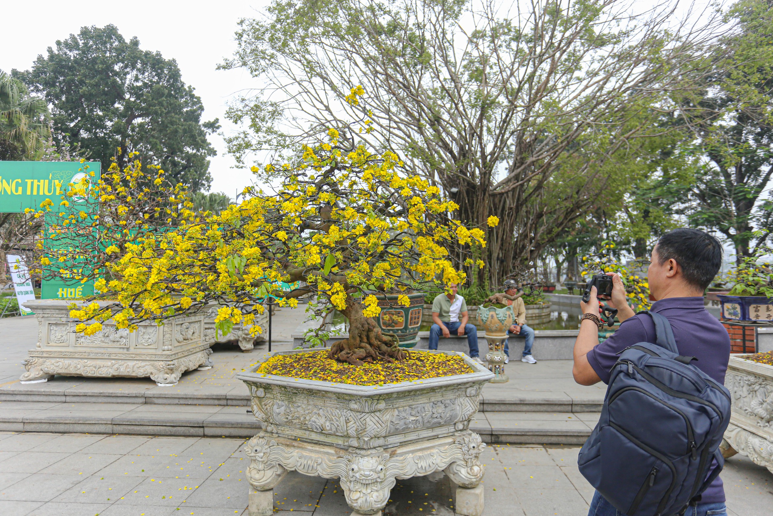 Chiêm ngưỡng cây hoàng mai Huế 'khủng' gần 50 tuổi được chủ vườn kêu giá 100.000 USD- Ảnh 4.