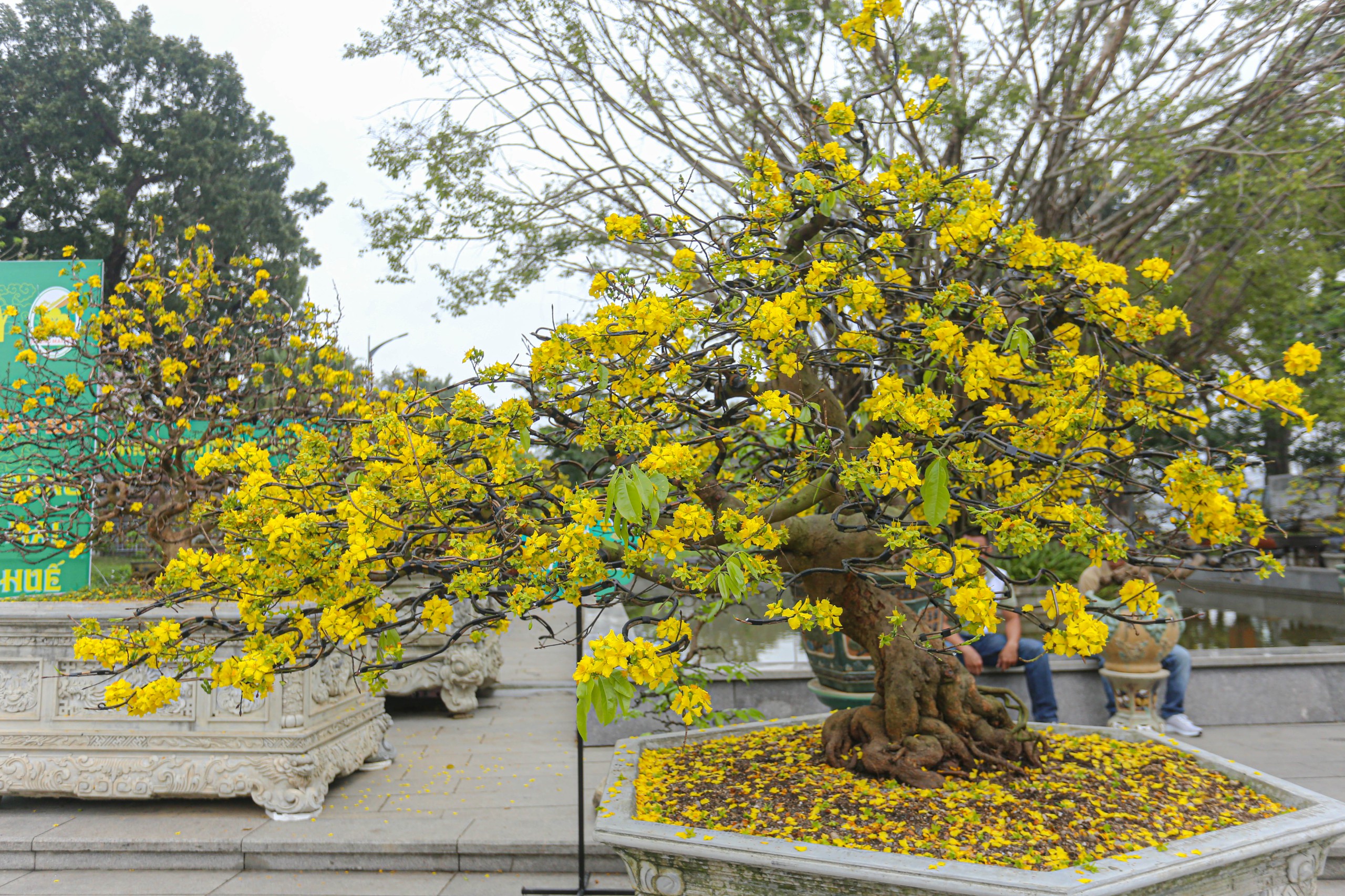 Chiêm ngưỡng cây hoàng mai Huế 'khủng' gần 50 tuổi được chủ vườn kêu giá 100.000 USD- Ảnh 2.