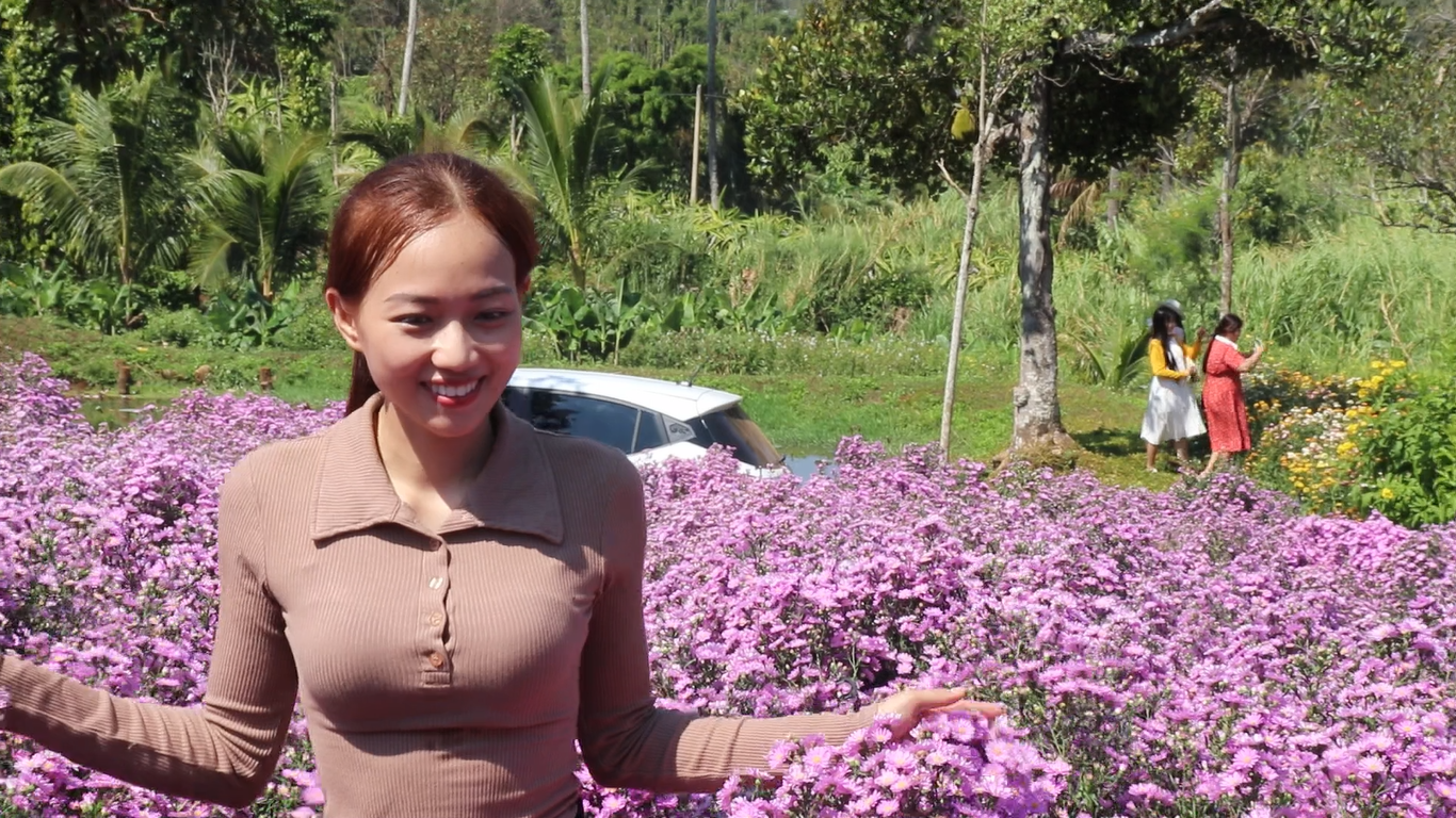 Vườn hoa thạch thảo nở tím phố núi Buôn Ma Thuột dịp tết, du khách nườm nượp đến check-in- Ảnh 1.