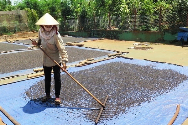 Giá hồ tiêu tăng, vì sao nông dân chờ ăn tết xong mới bán?- Ảnh 1.