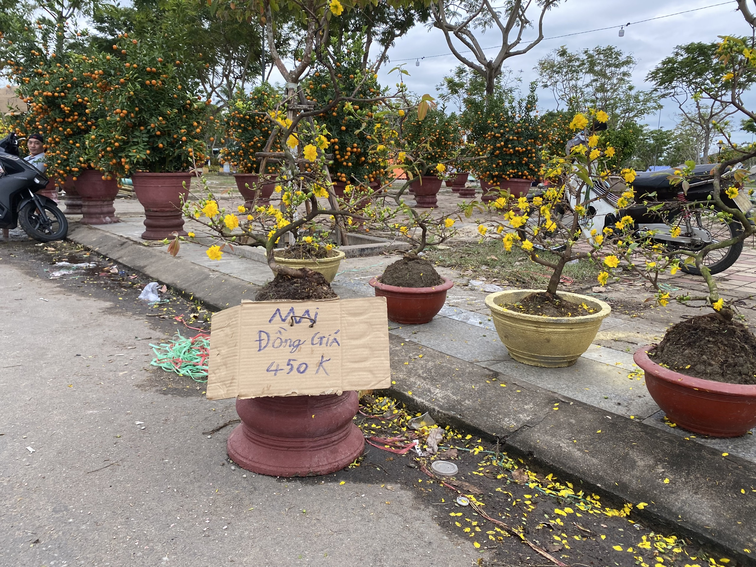 Người bán hoa tết ở Đà Nẵng thất thần vì 'ế ẩm chưa từng thấy'- Ảnh 3.