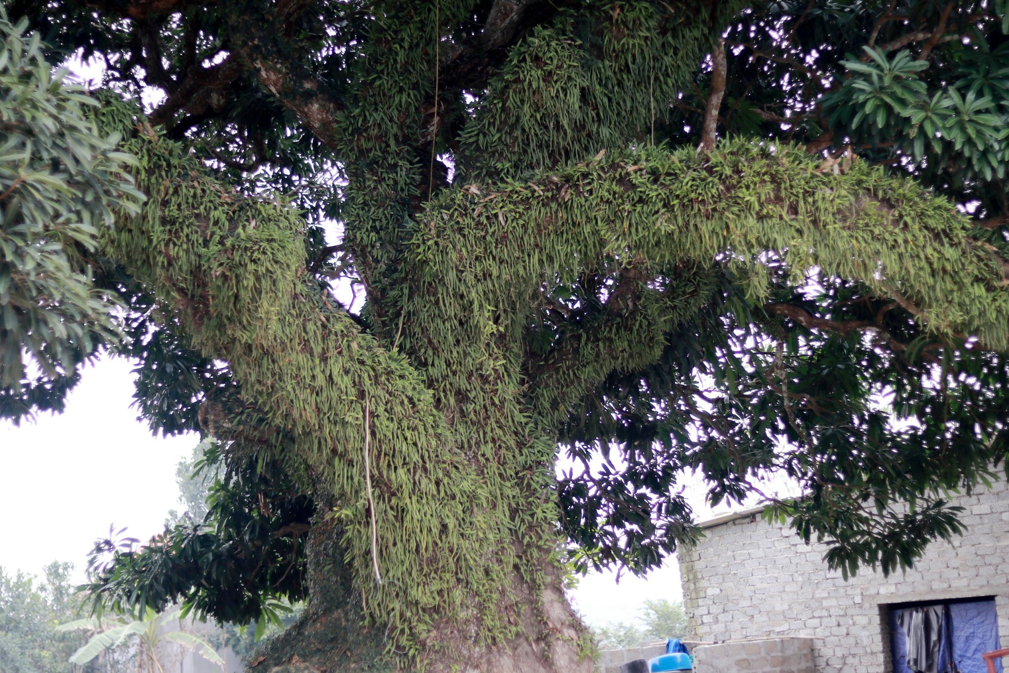 Chiêm ngưỡng cây trôi cổ thụ hơn 400 năm tuổi ở Hà Tĩnh- Ảnh 8.