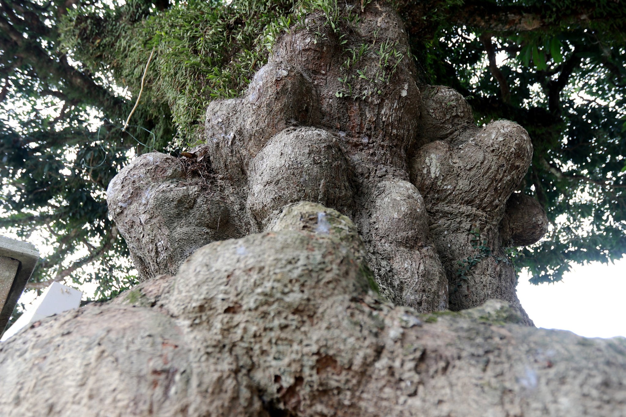 Chiêm ngưỡng cây trôi cổ thụ hơn 400 năm tuổi ở Hà Tĩnh- Ảnh 9.
