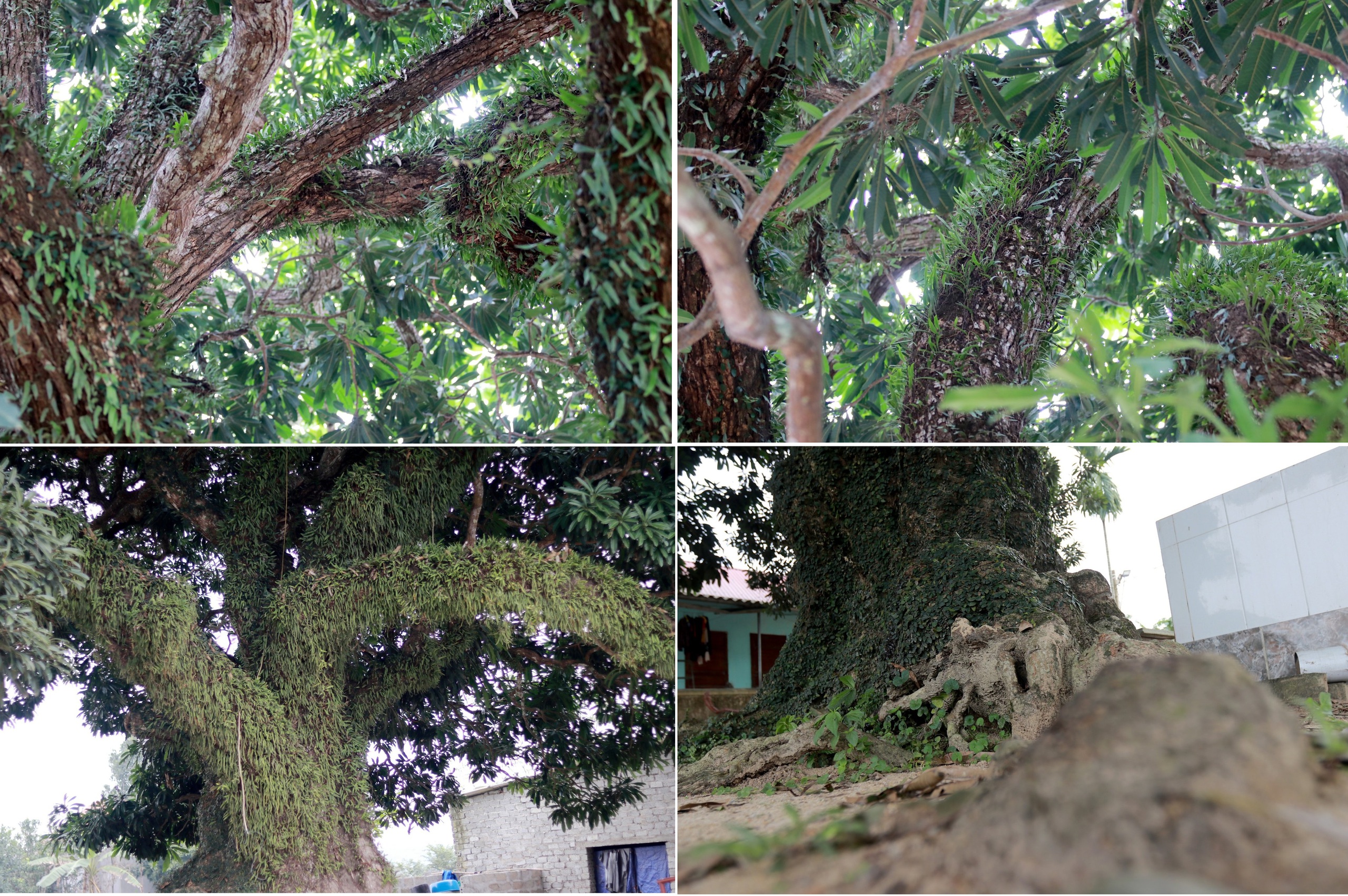 Chiêm ngưỡng cây trôi cổ thụ hơn 400 năm tuổi ở Hà Tĩnh- Ảnh 3.