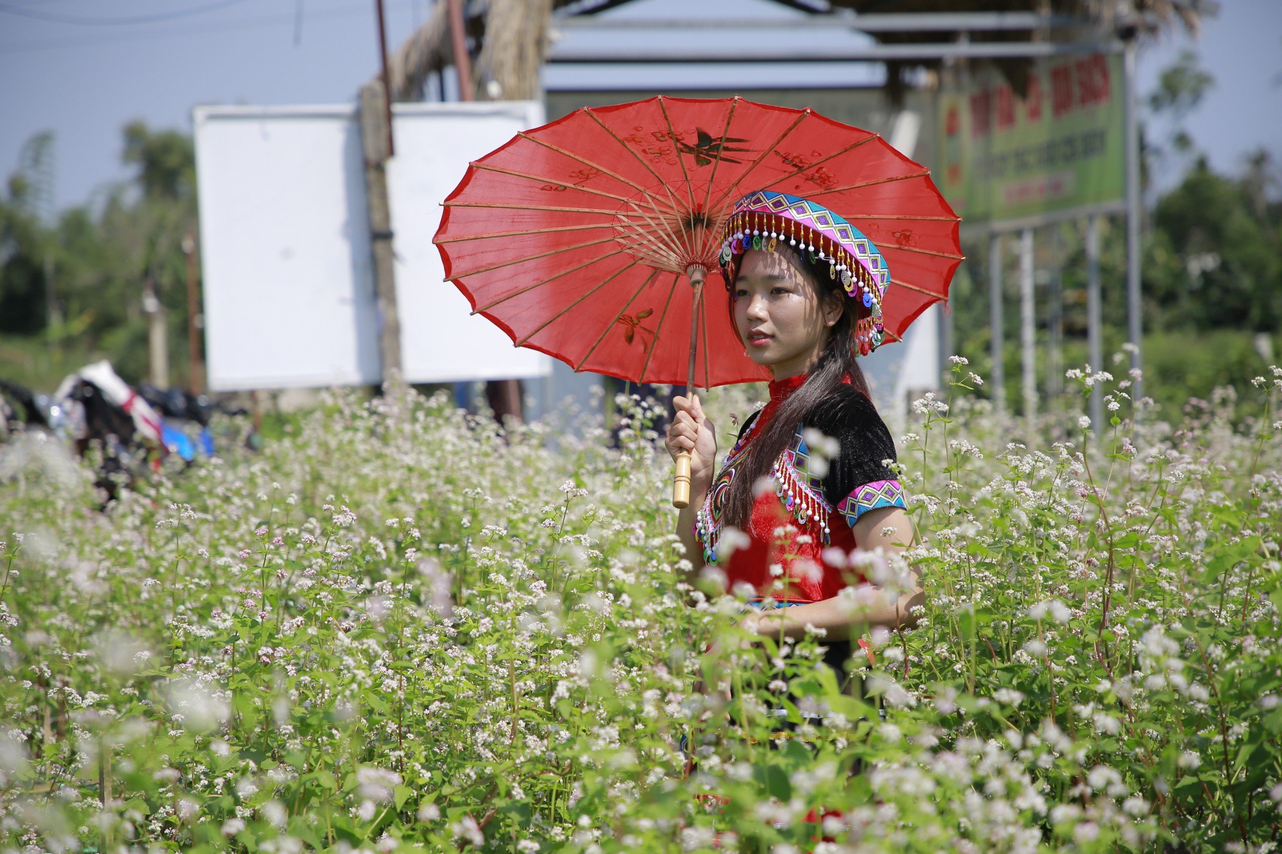Check-in vườn hoa tam giác mạch Quảng Nam, ngỡ ‘lạc’ đến Hà Giang- Ảnh 5.