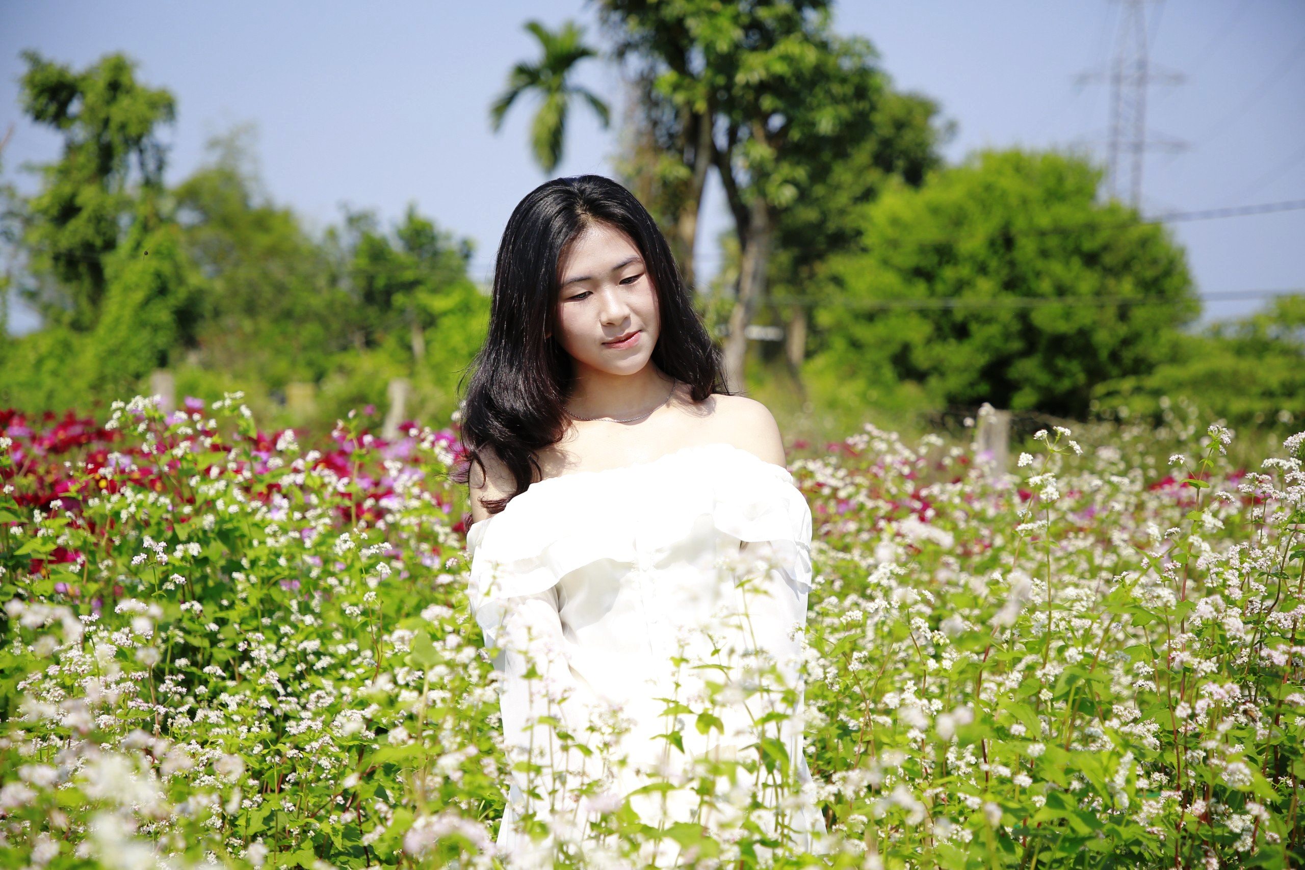 Check-in vườn hoa tam giác mạch Quảng Nam, ngỡ ‘lạc’ đến Hà Giang- Ảnh 3.