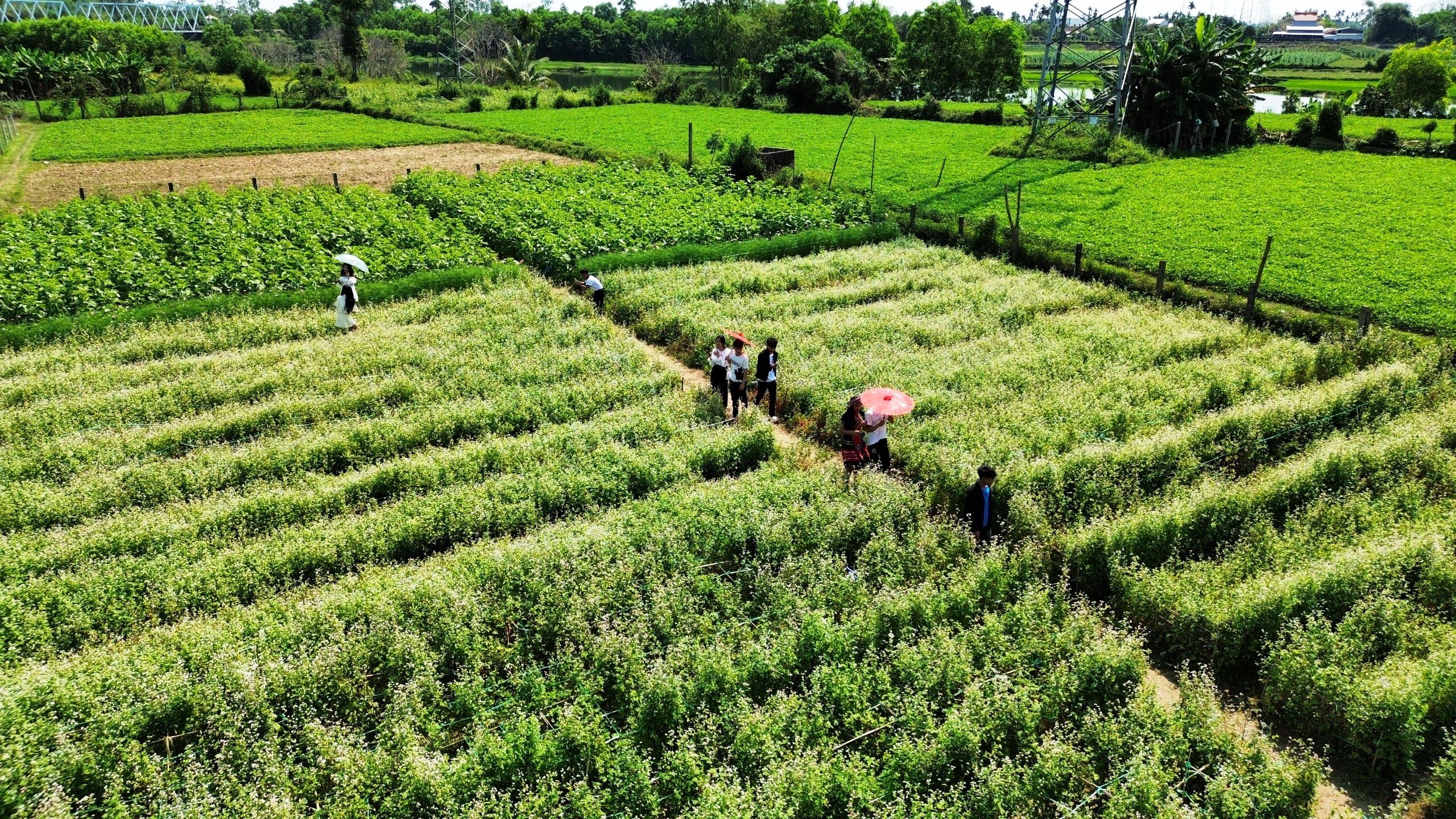 Check-in vườn hoa tam giác mạch Quảng Nam, ngỡ ‘lạc’ đến Hà Giang- Ảnh 2.