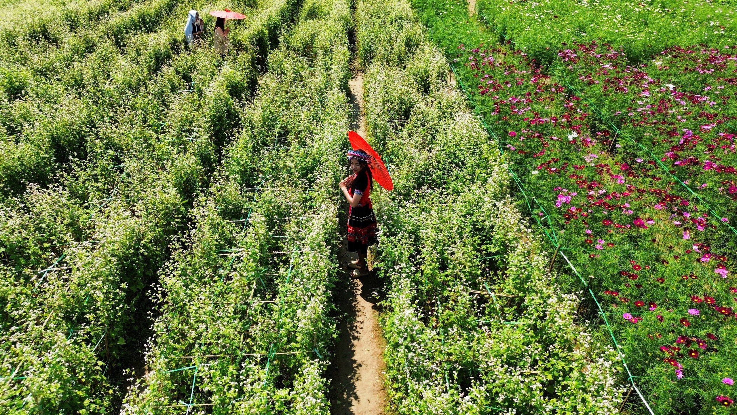 Check-in vườn hoa tam giác mạch Quảng Nam, ngỡ ‘lạc’ đến Hà Giang- Ảnh 10.
