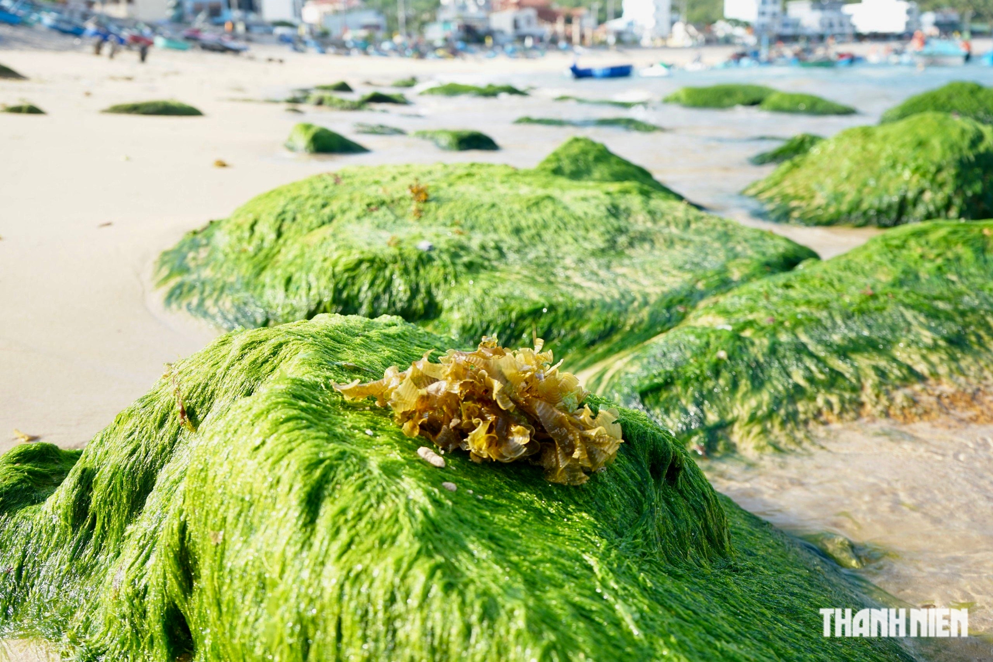 Ngắm mùa rêu xanh tuyệt đẹp ở biển Quy Nhơn- Ảnh 6.
