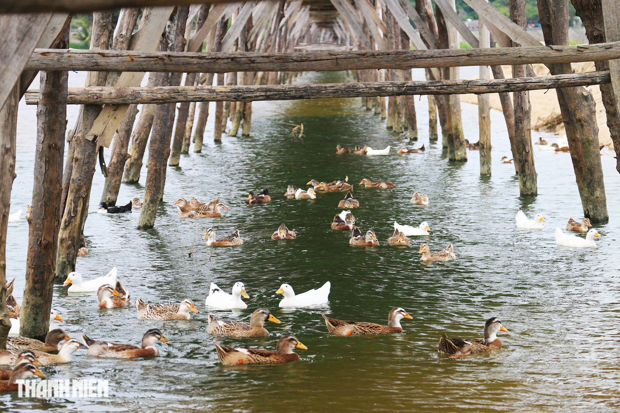 Độc lạ cây cầu gỗ dài gần 1 km bắc qua sông Bình Bá- Ảnh 7.