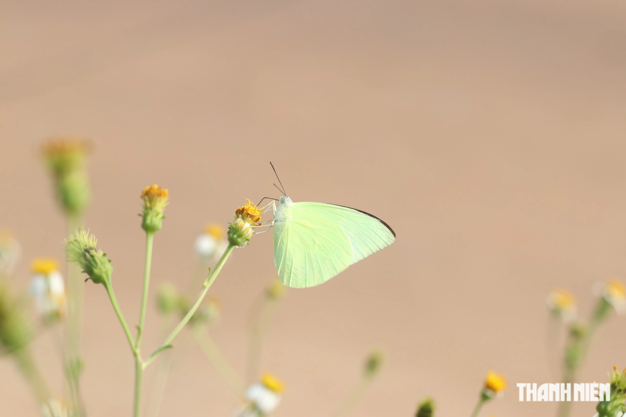 Ngắm mùa bướm bay rợp trời ở núi rừng Tây nguyên- Ảnh 2.