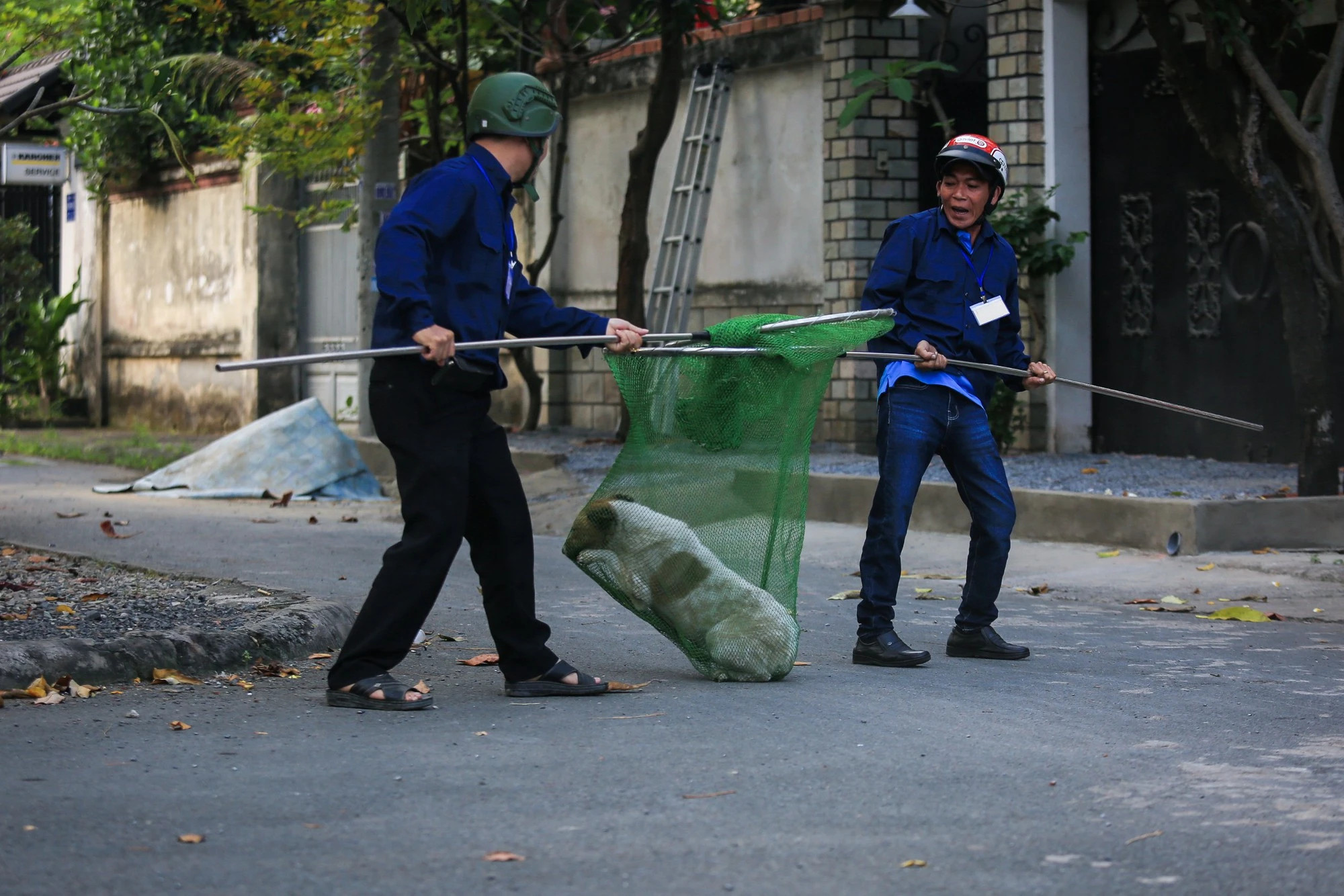 Đề xuất nuôi chó mèo phải đăng ký với chính quyền ở TP.HCM: Người nuôi nói gì?