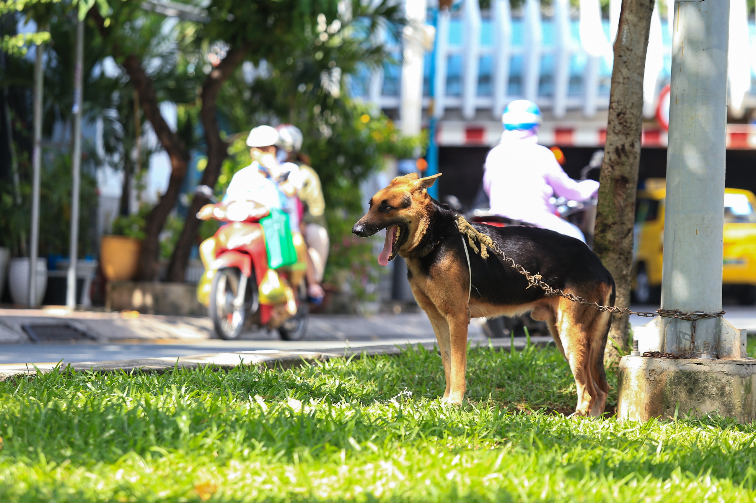 Dân nuôi gần 200.000 con chó, mèo, TP.HCM đang làm gì để quản lý?- Ảnh 1.