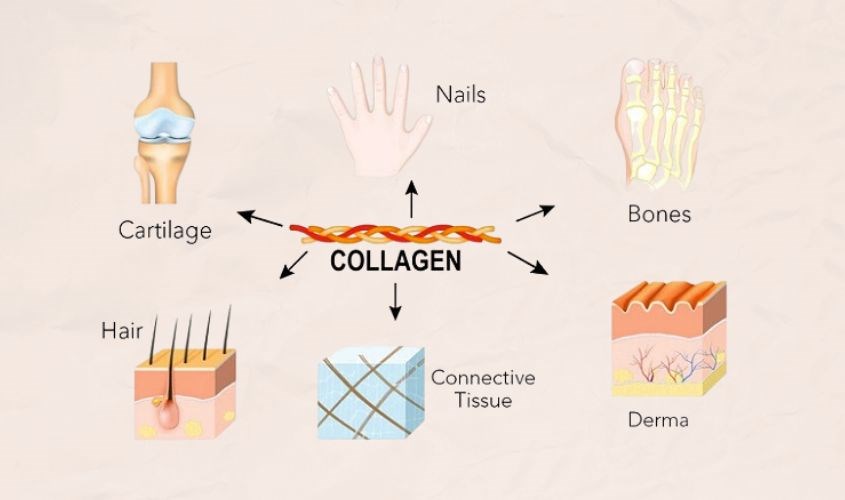 Collagen ‘tái sinh’ làn da cho phụ nữ U.40, chị em bổ sung sao cho hiệu quả?- Ảnh 2.