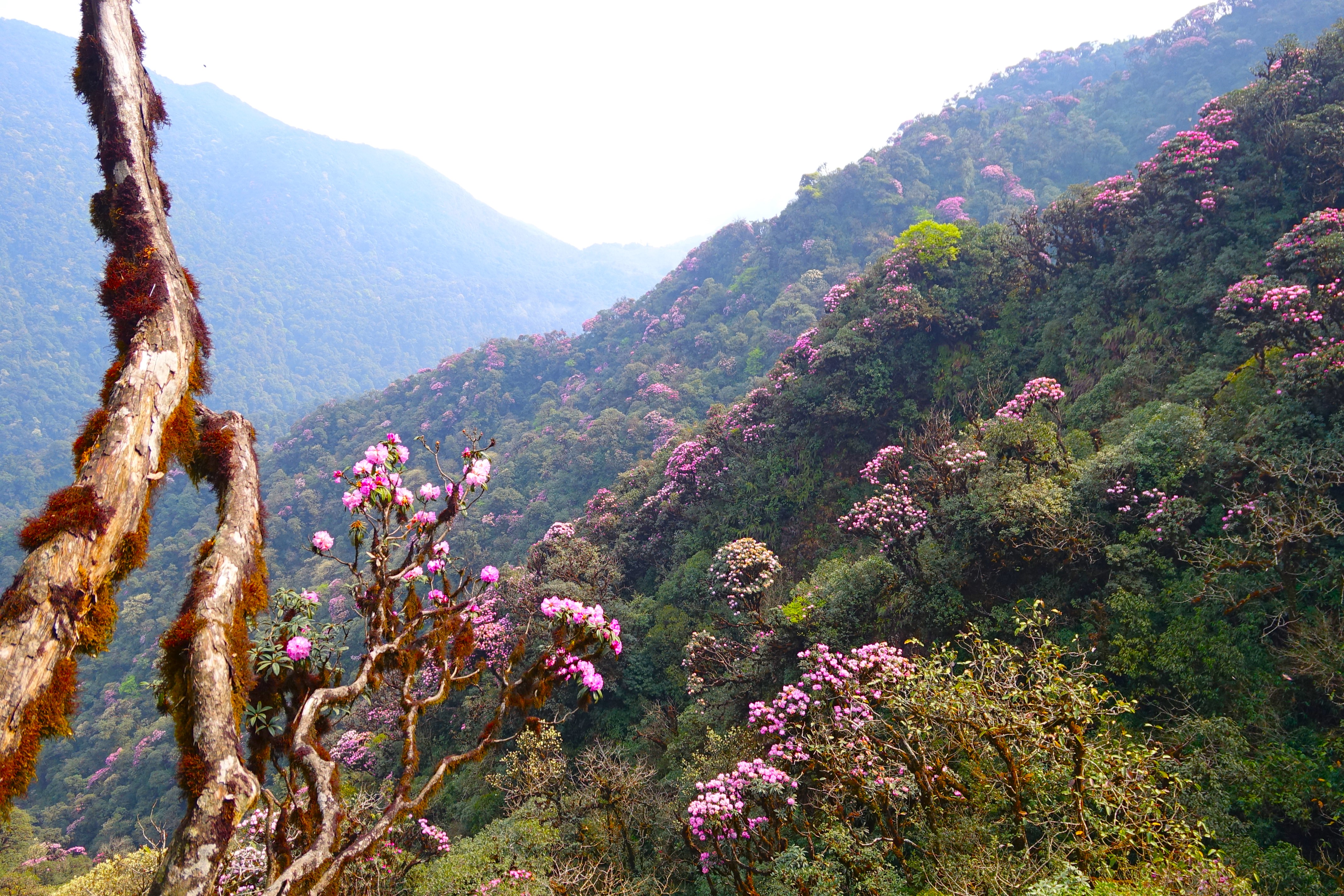 Chinh phục đỉnh Putaleng mùa đỗ quyên tuyệt diệu nhất trên dãy Hoàng Liên Sơn- Ảnh 9.