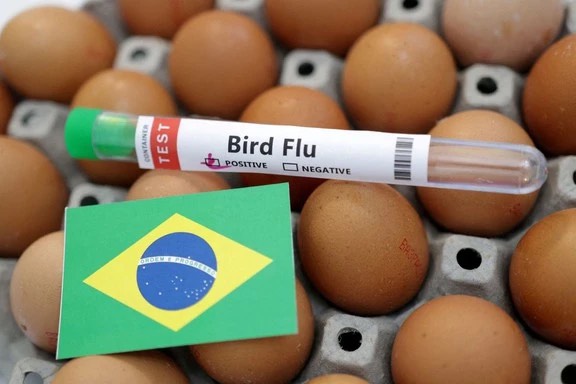 Mối liên quan giữa chim hoang dã và cúm gia cầm H5N1- Ảnh 1.