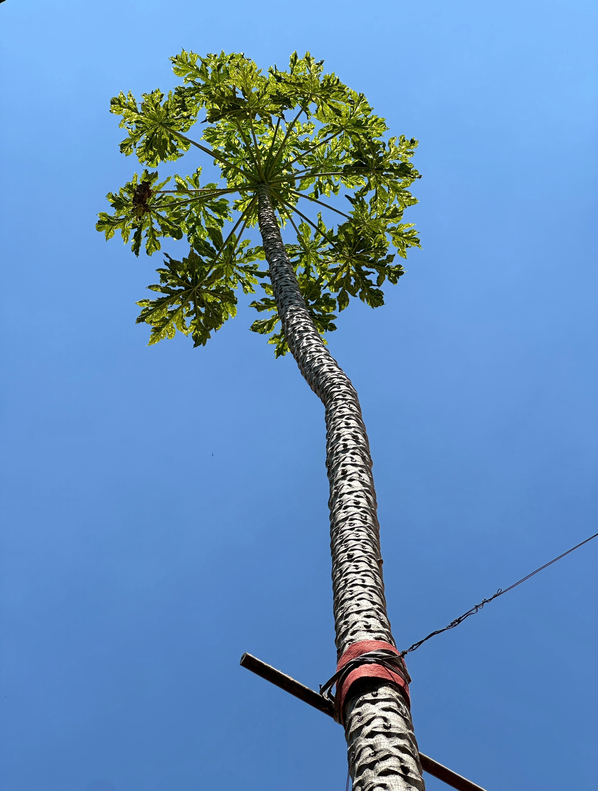 Chủ nhân cây đu đủ cao gần 12 m ở Phú Mỹ Hưng: Tiết lộ điều bất ngờ- Ảnh 2.