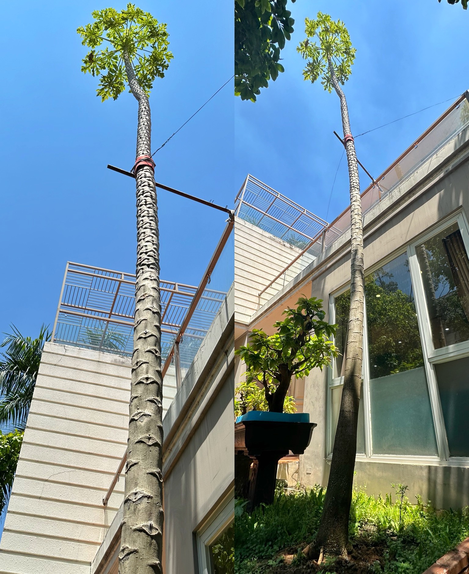 Chủ nhân cây đu đủ cao gần 12 m ở Phú Mỹ Hưng: Tiết lộ điều bất ngờ- Ảnh 1.