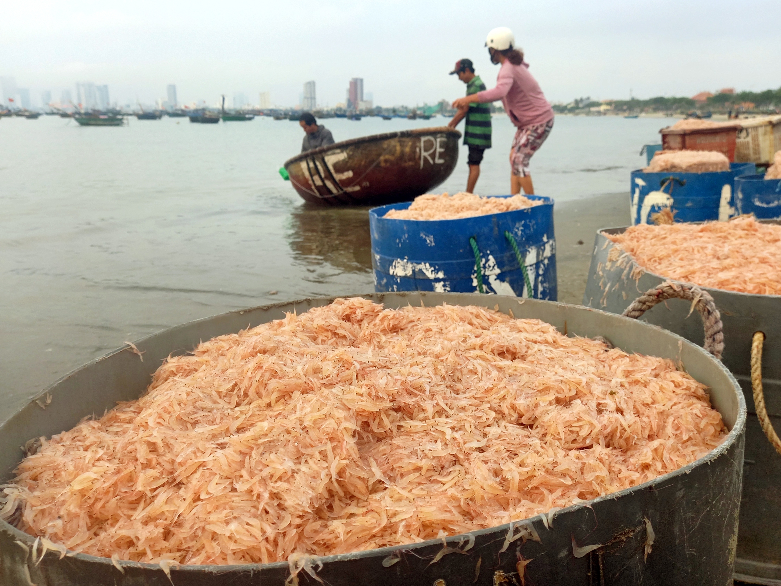 Được đãi lộc biển, ngư dân vớt ruốc mỏi tay tăng thu nhập đáng kể- Ảnh 17.