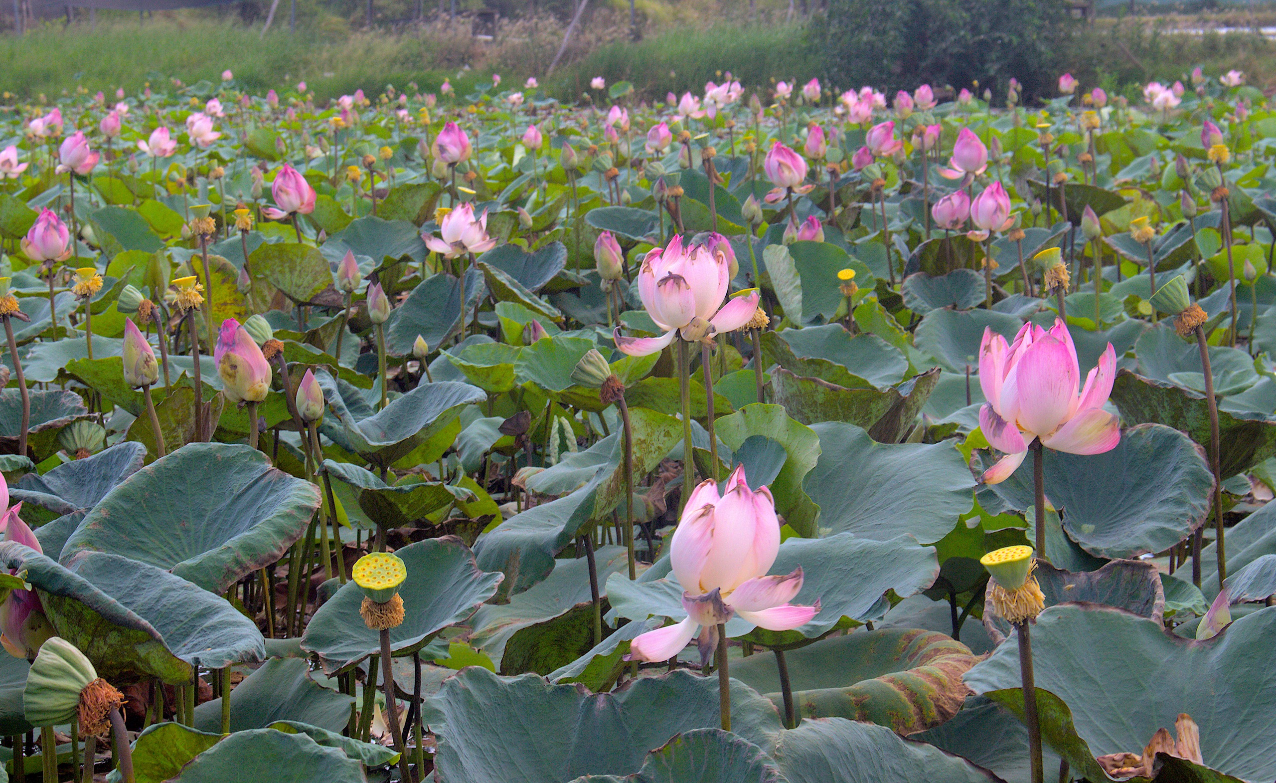 Je tam lotosové jezírko o rozloze tisíců metrů čtverečních v plném květu, které čeká na návštěvu - Foto 2. Có một đầm sen rộng hàng ngàn mét vuông nở rộ, chờ mọi người đến check-in- Ảnh 2.