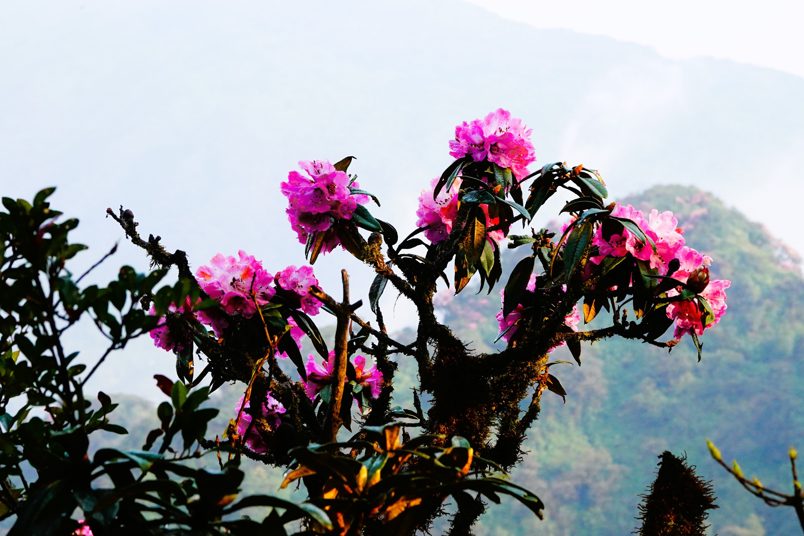 Chiêm ngưỡng vẻ đẹp của mùa hoa đỗ quyên trên đỉnh Putaleng- Ảnh 2.