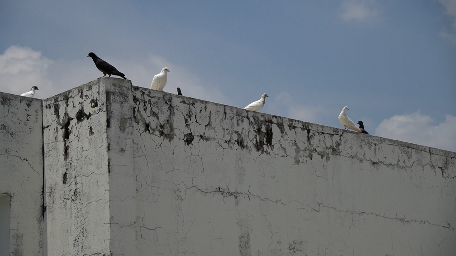 Dân chung cư ám ảnh với đàn chim bồ câu hàng trăm con gây ô nhiễm- Ảnh 2.