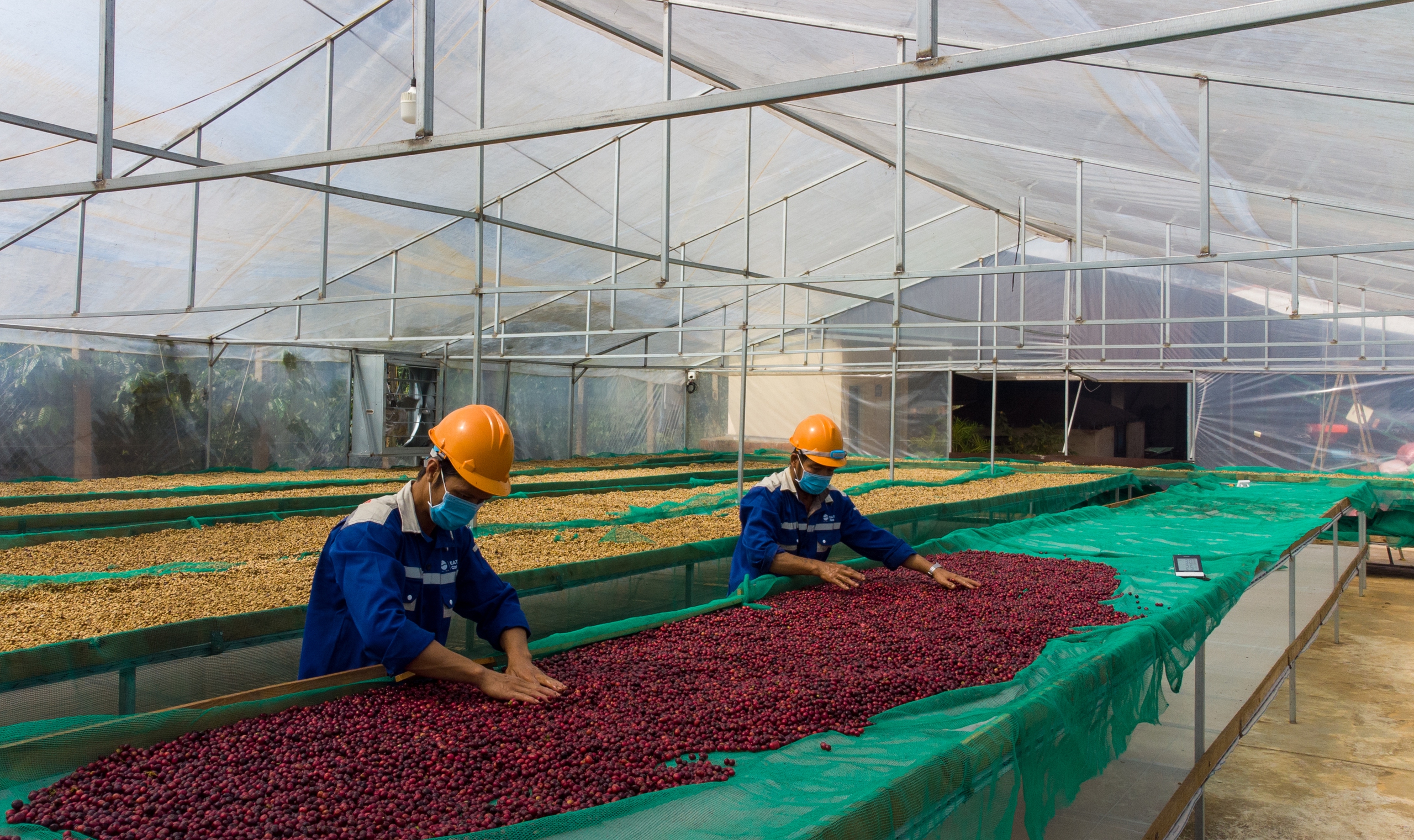 Giá cà phê tăng trở lại, nguồn cung vẫn ở trạng thái thấp hơn cầu