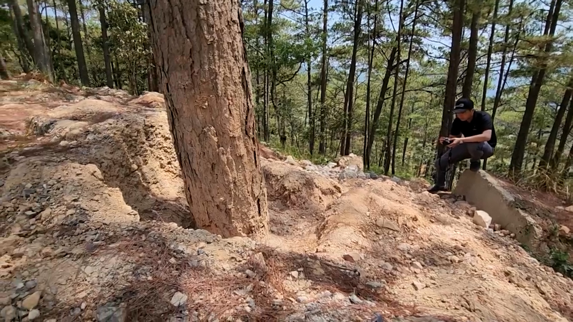 Hàng loạt cây thông nguy cơ chết đứng dọc đèo Prenn mới mở rộng- Ảnh 1.